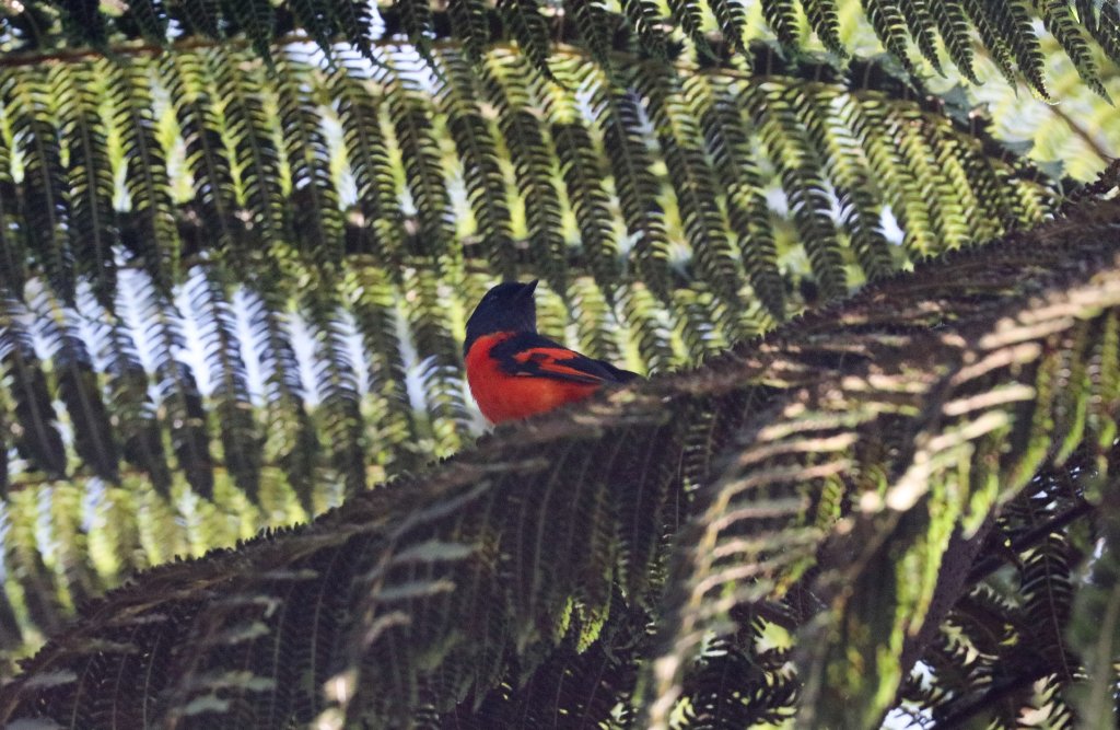 Grey-chinned Minivet