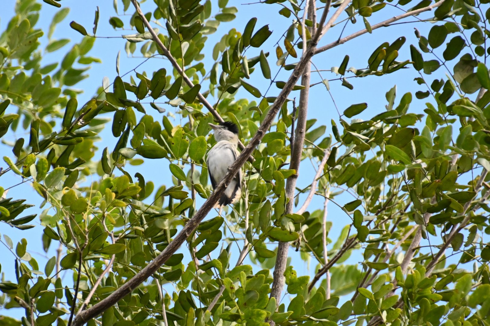 Grey-collared becard (Pachyramphus major)