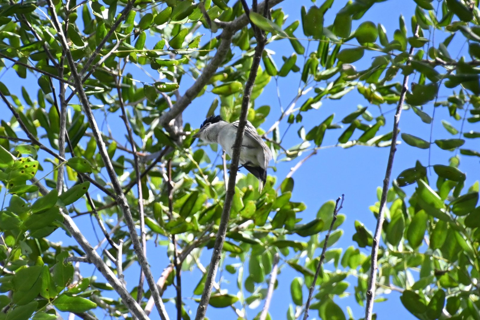 Grey-collared becard (Pachyramphus major)