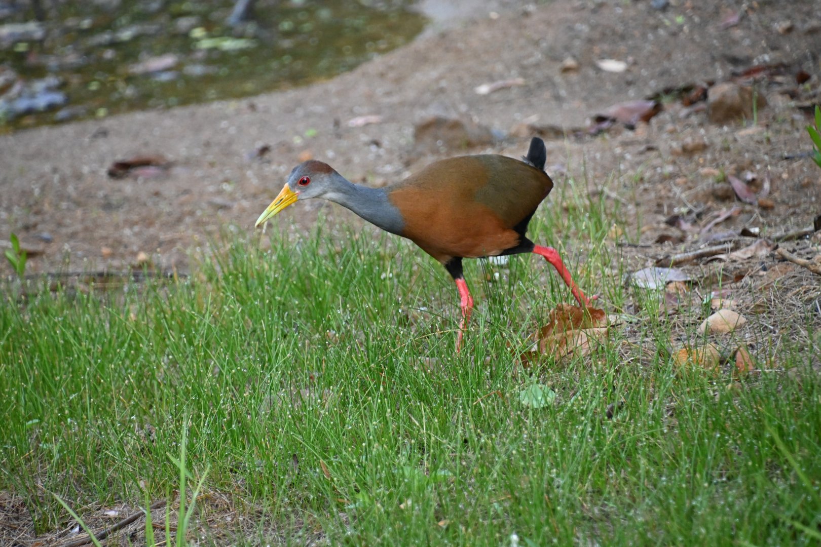 Grey-cowled Wood Rail (Aramides cajaneus)