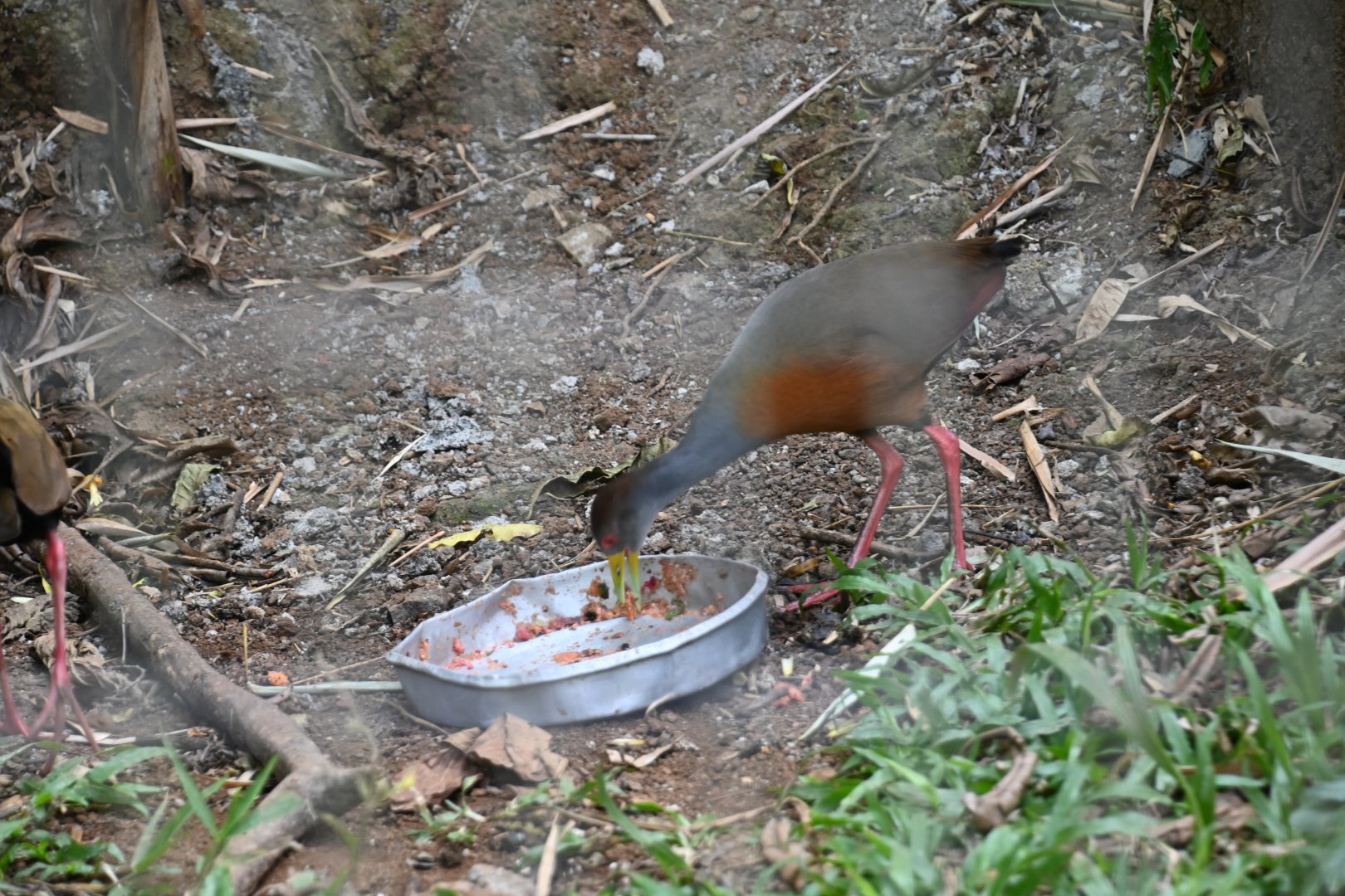 Grey-cowled wood rail (Aramides cajaneus)