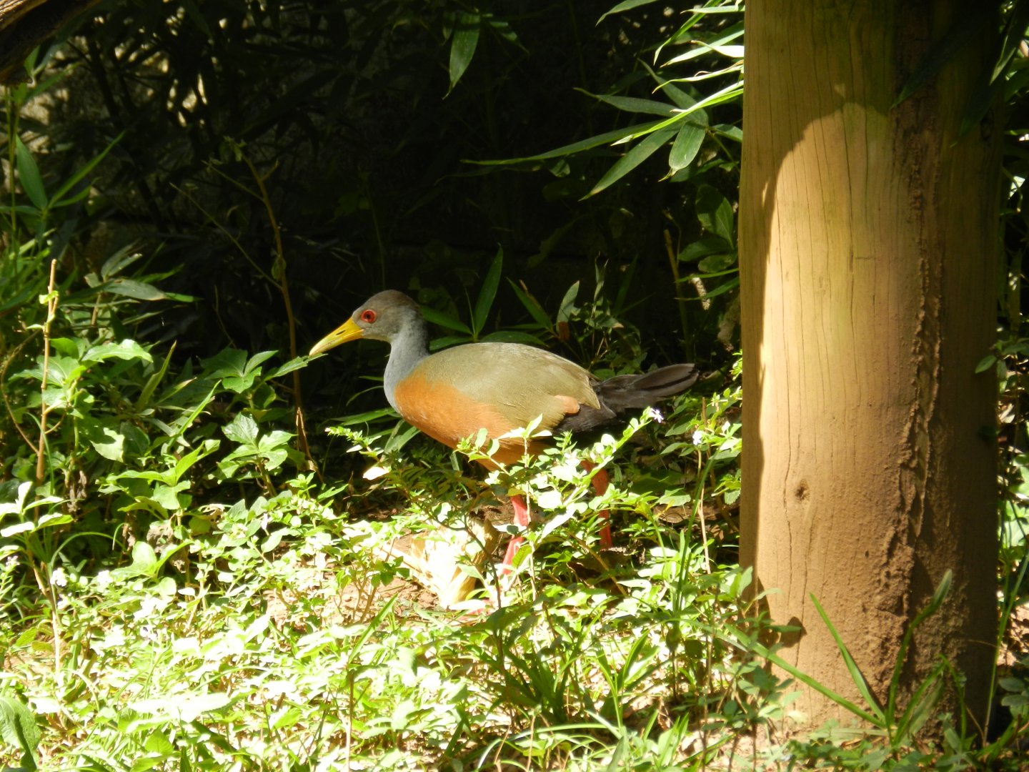 Grey-cowled wood rail - Belo Horizonte zoo