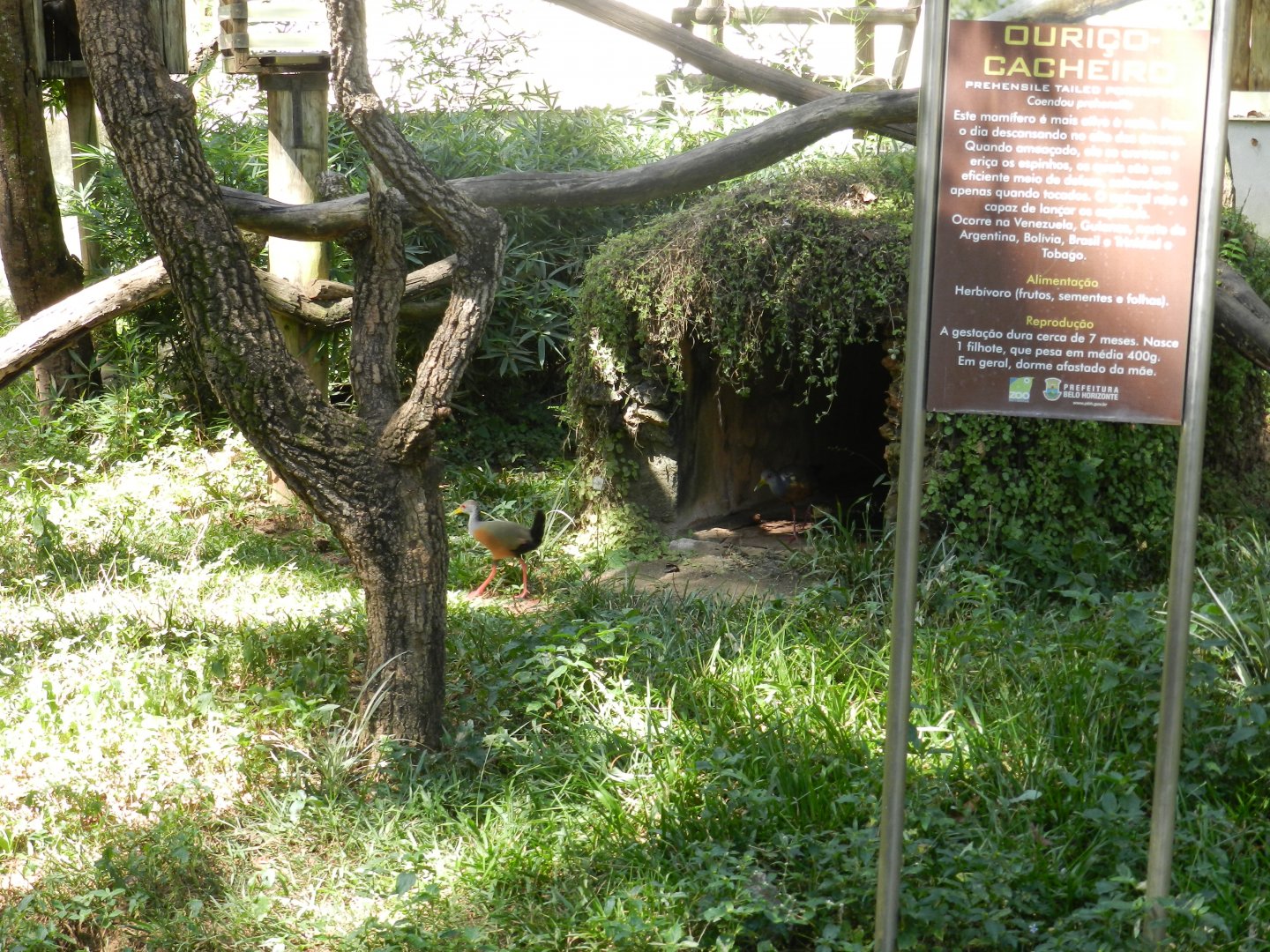 Grey-cowled wood rails - Belo Horizonte zoo