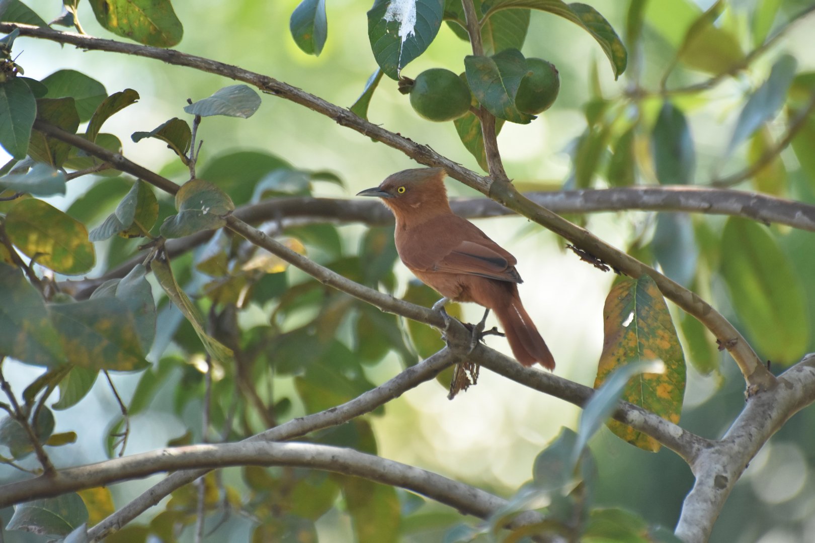 Grey-crested Cacholote (Pseudoseisura unirufa)