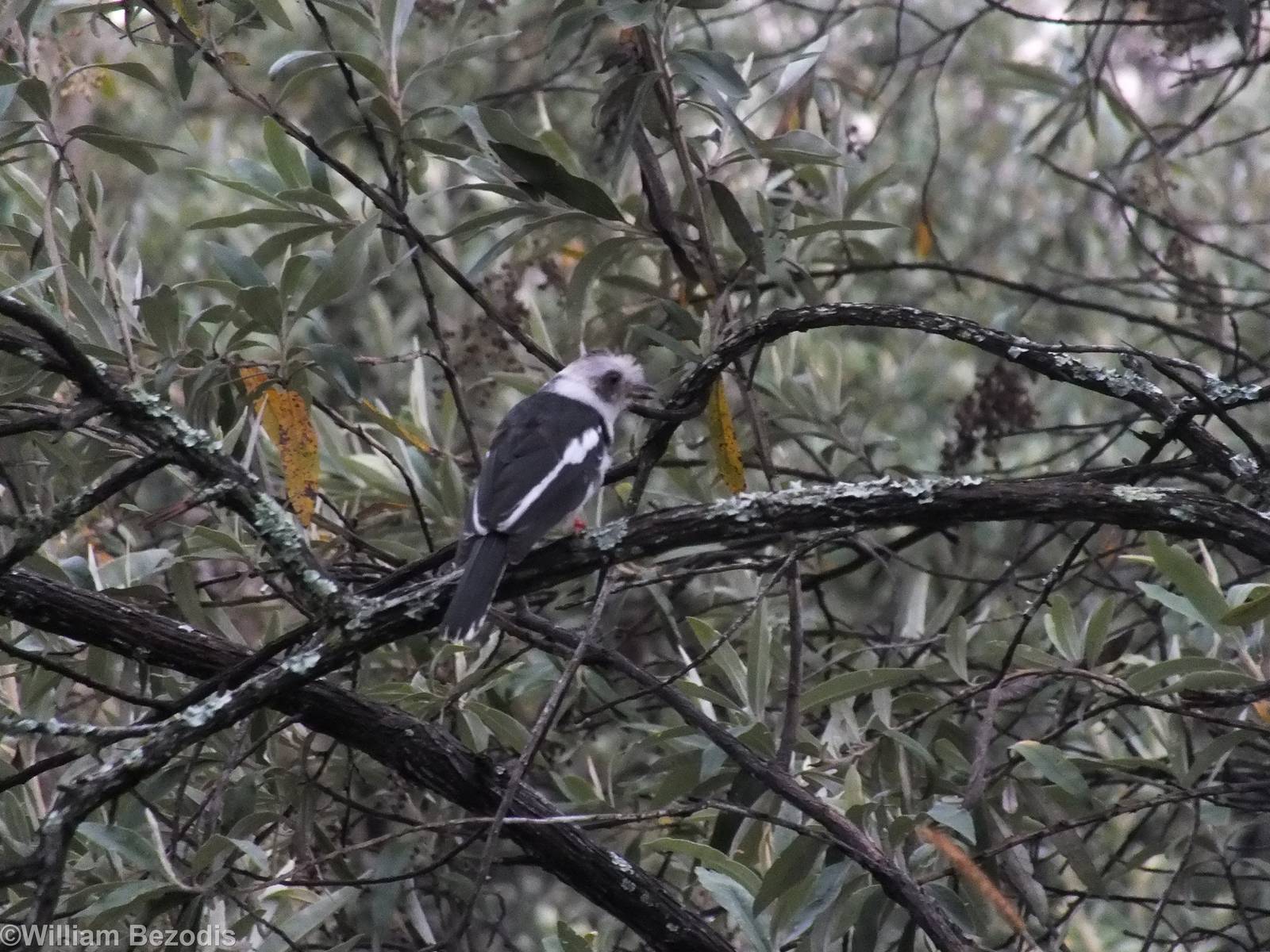 Grey-crested Helmetshrike - Hell's Gate National Park
