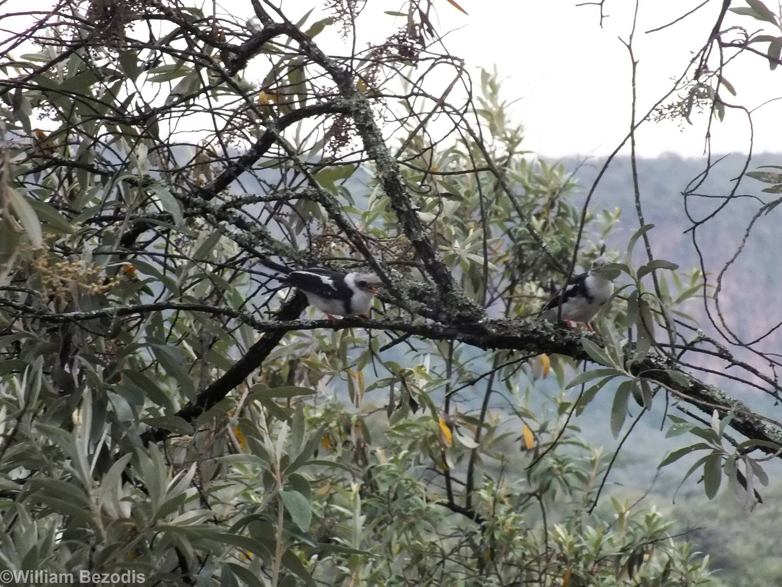 Grey-crested Helmetshrikes - Hell's Gate National Park