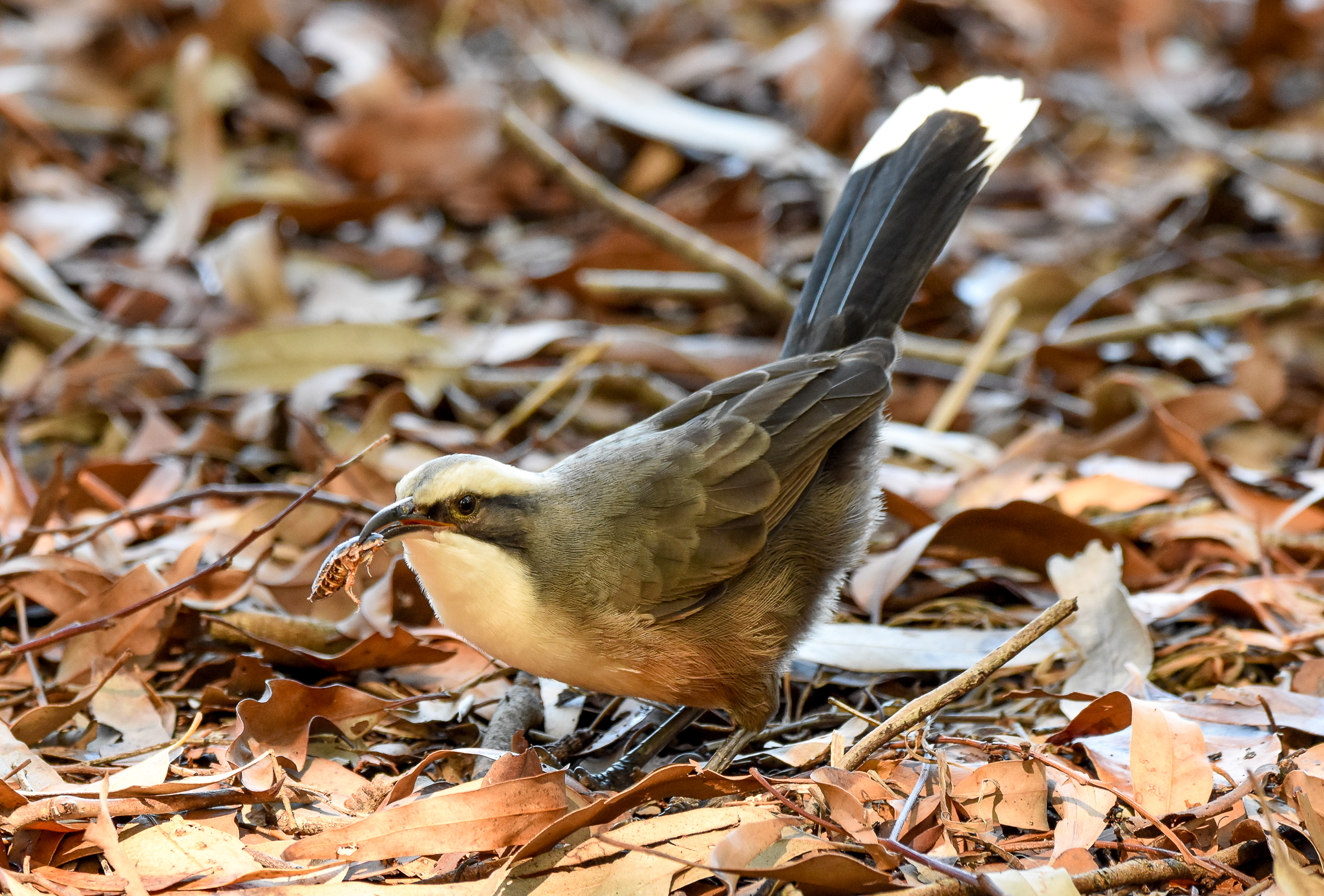 Grey-crowed Babbler eating a cockroach