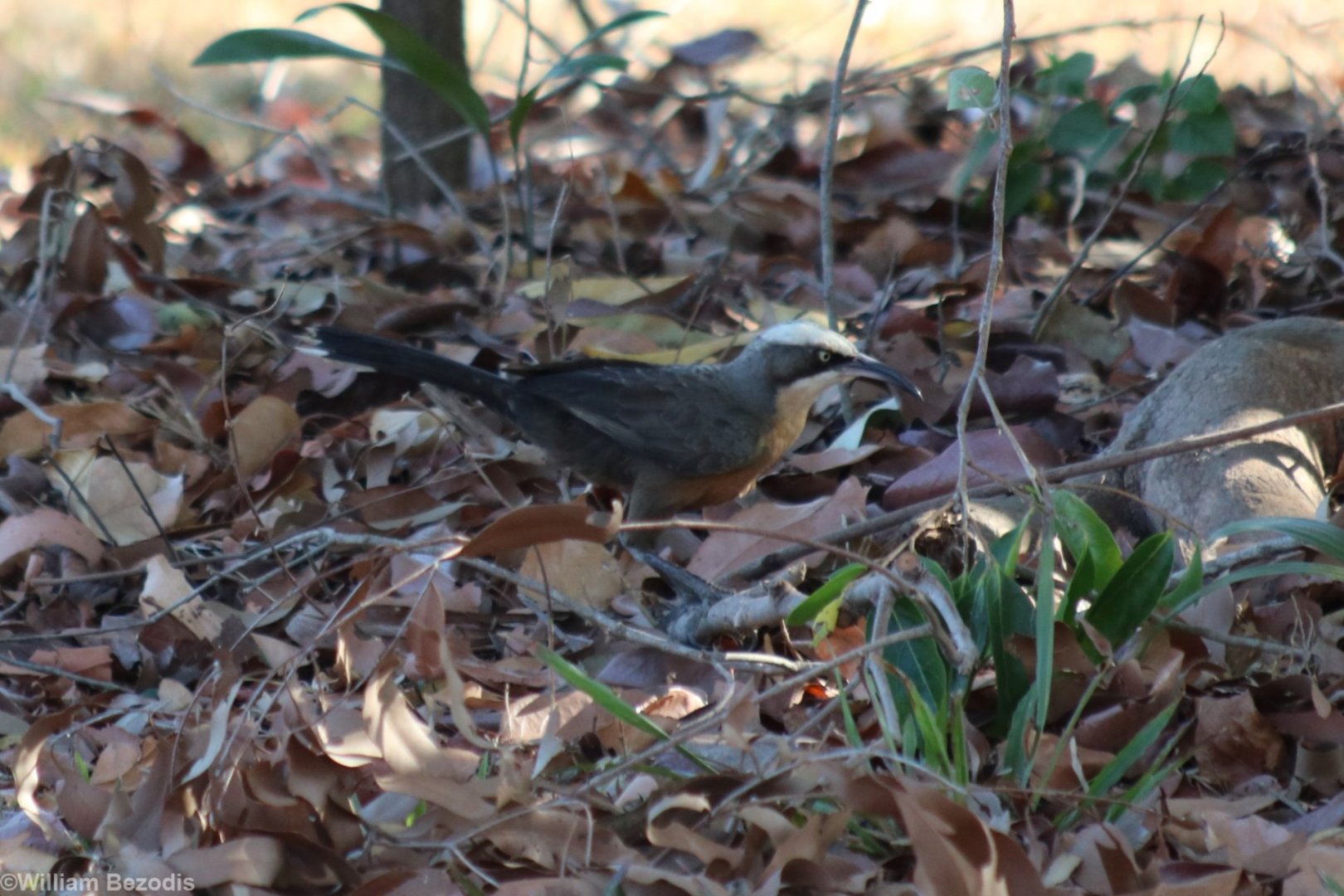 Grey-crowned Babbler - Holmes Jungle Nature Park
