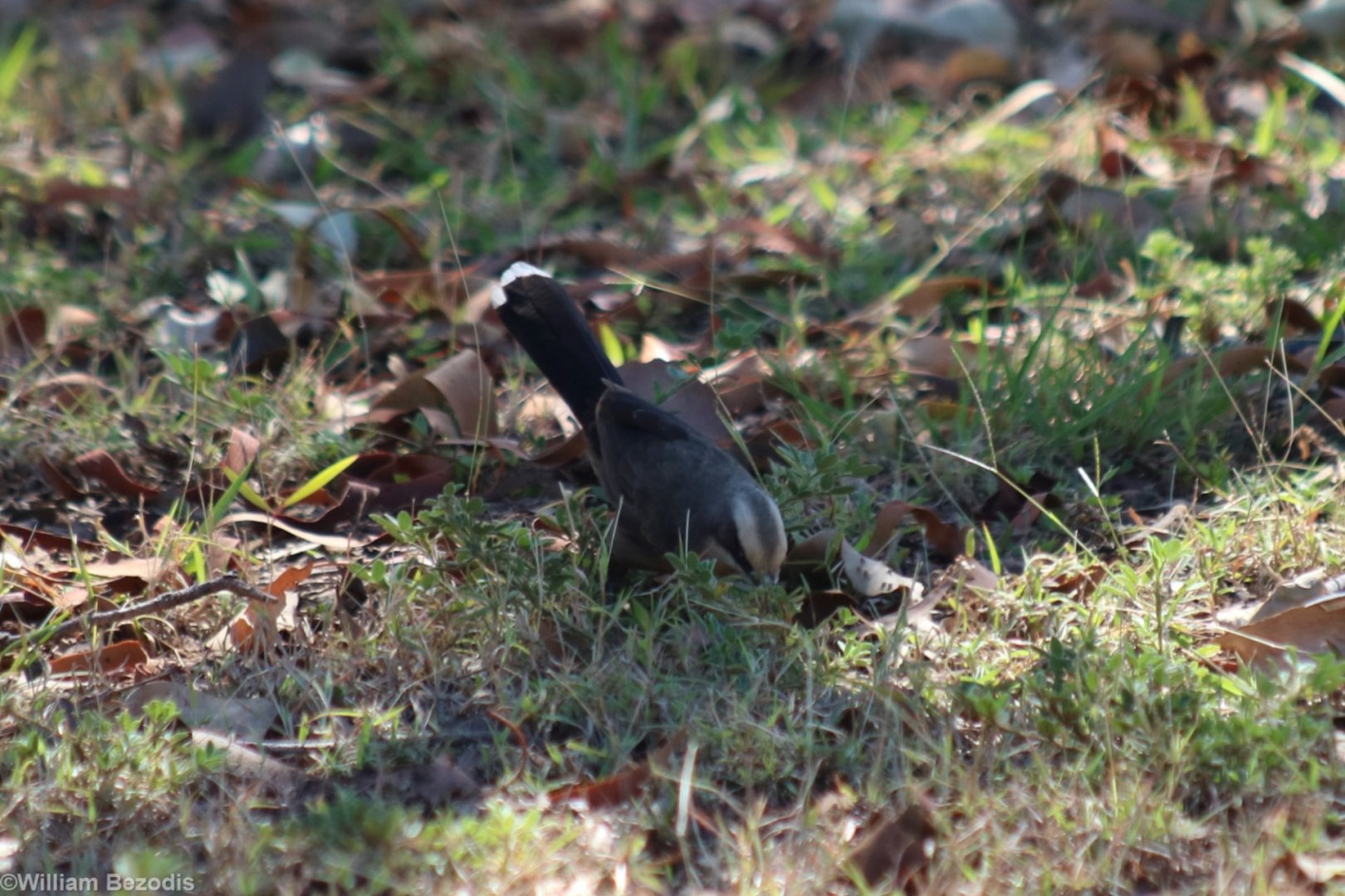 Grey-crowned Babbler - Pine Creek