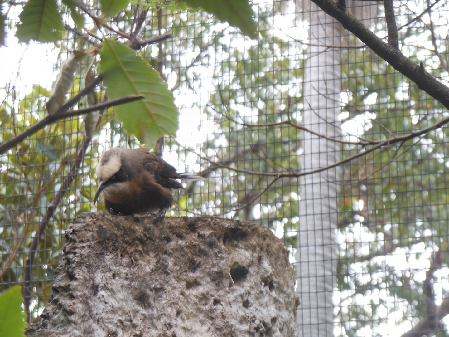 Grey-crowned Babbler (Pomatostomus temporalis)