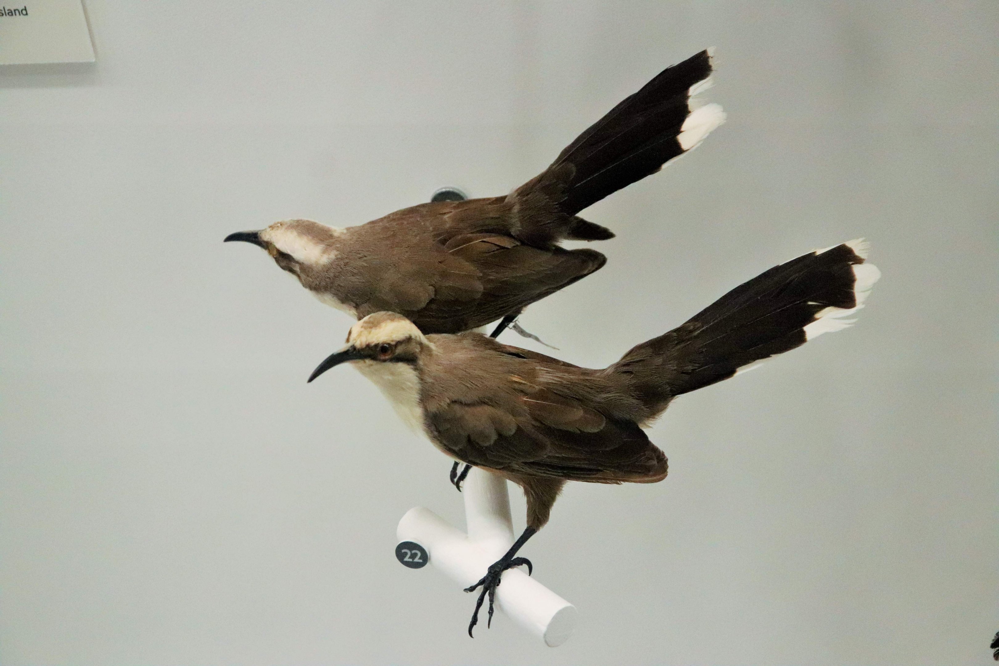 Grey-crowned Babbler (Pomatostomus temporalis)