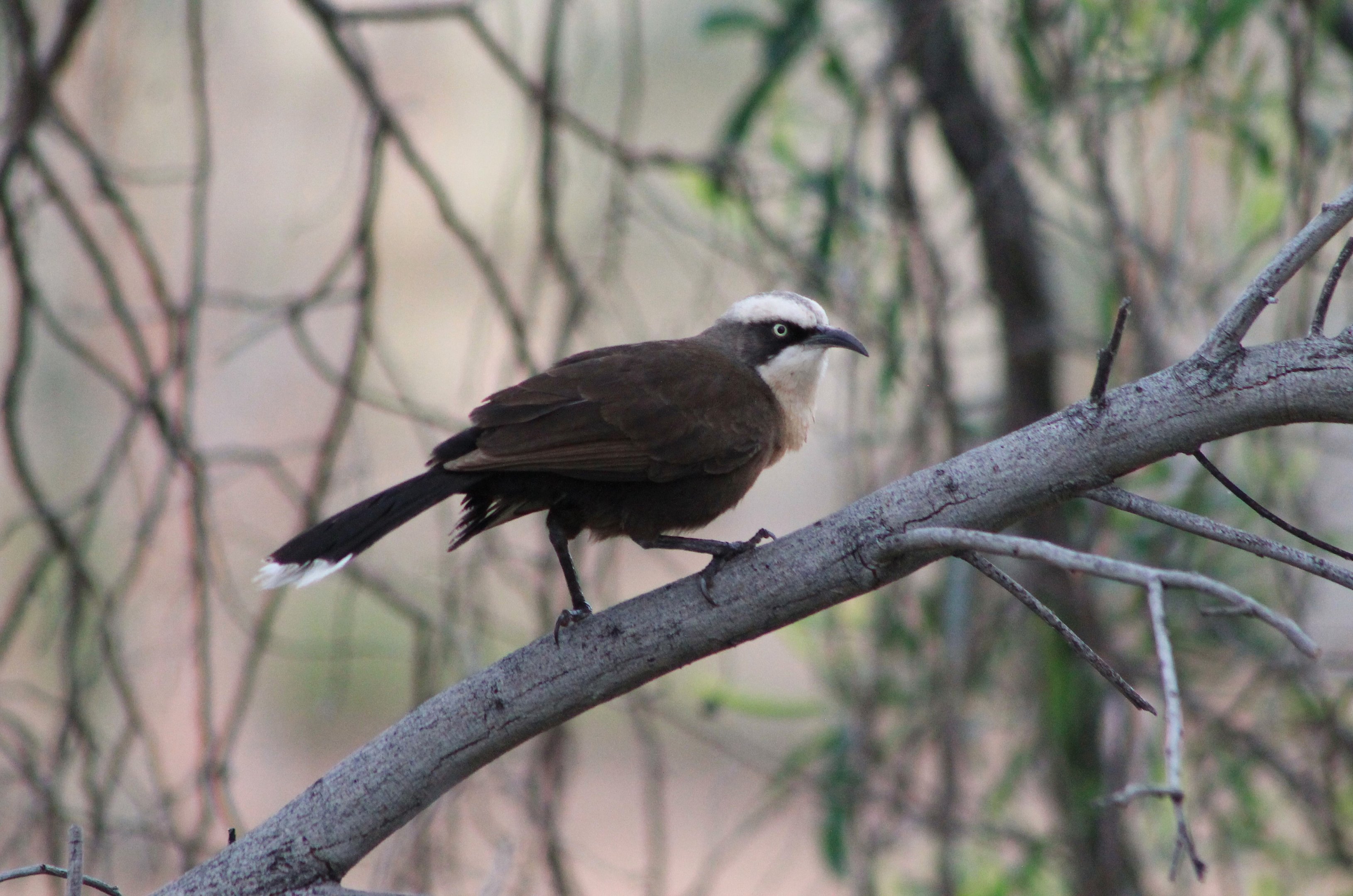 Grey-crowned Babbler (Pomatostomus temporalis)