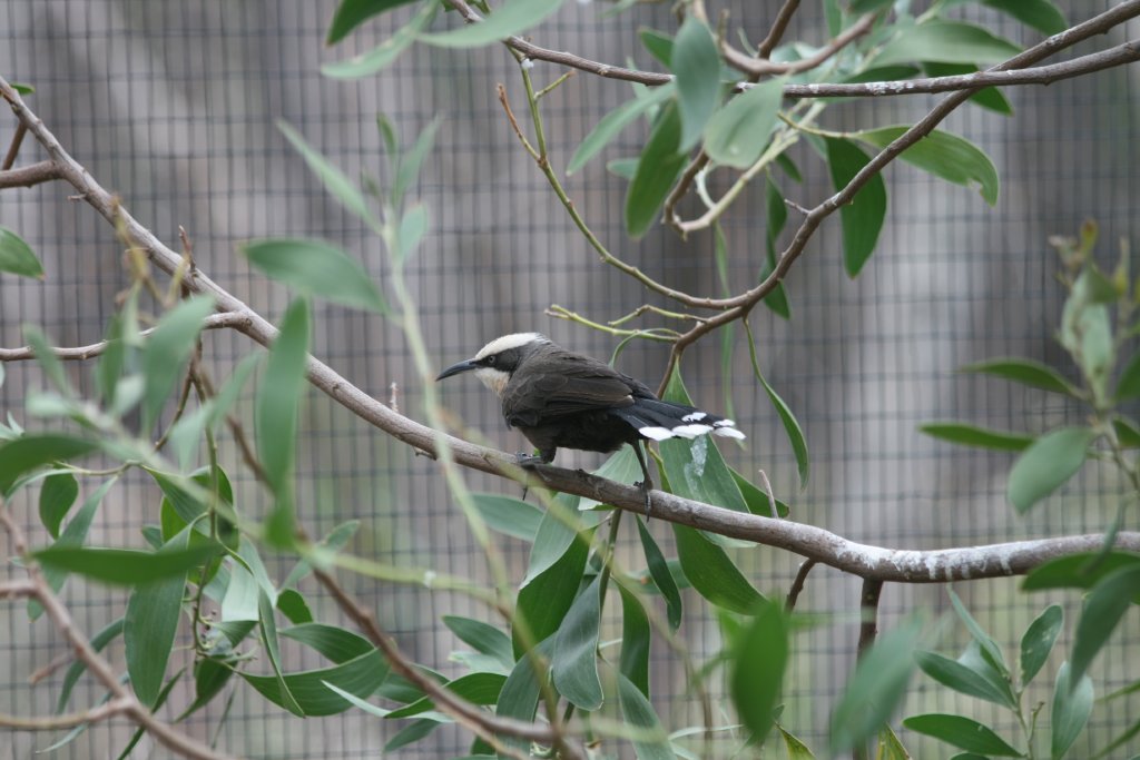 Grey-crowned Babbler