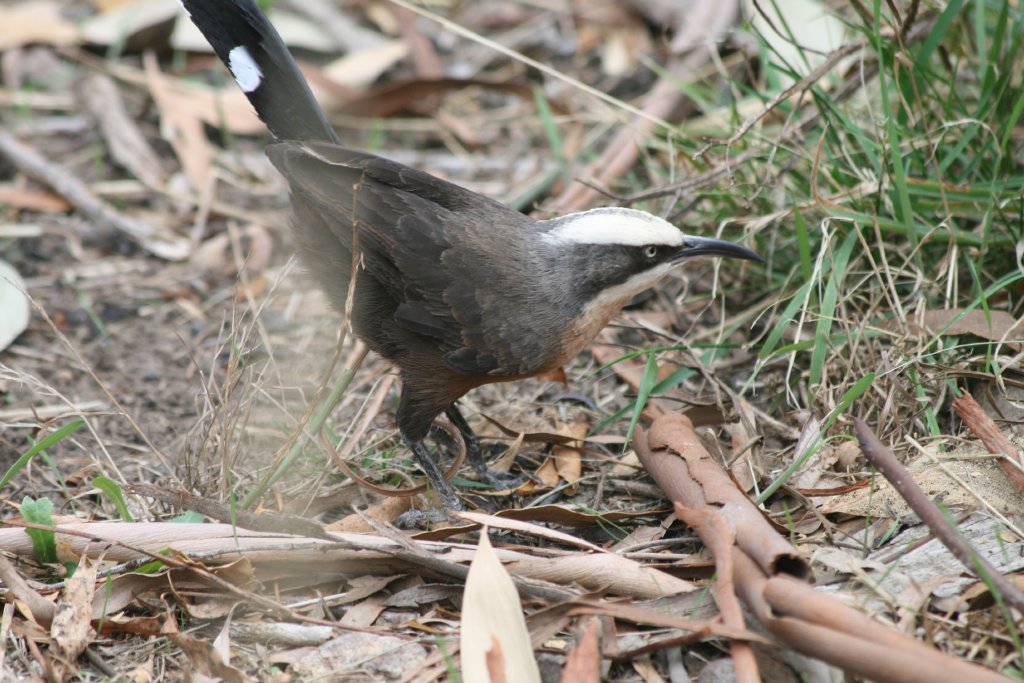 Grey-crowned Babbler