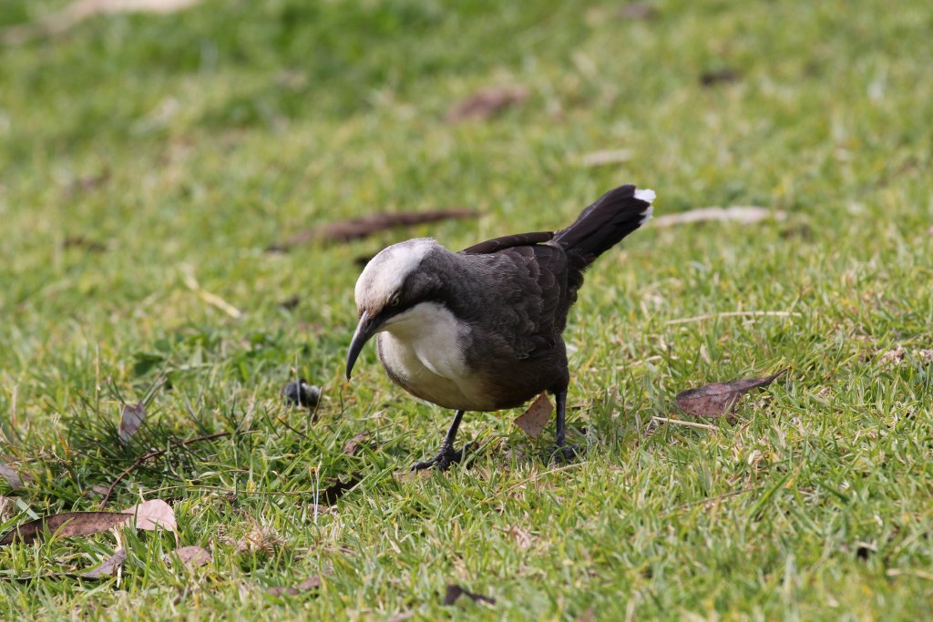 Grey-crowned Babbler