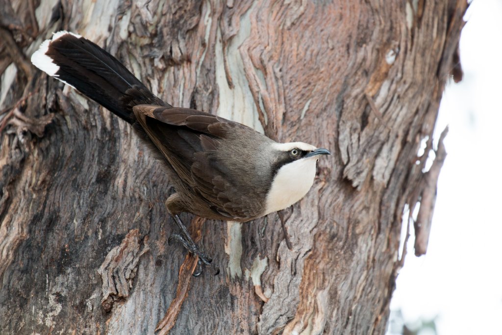 Grey-crowned Babbler