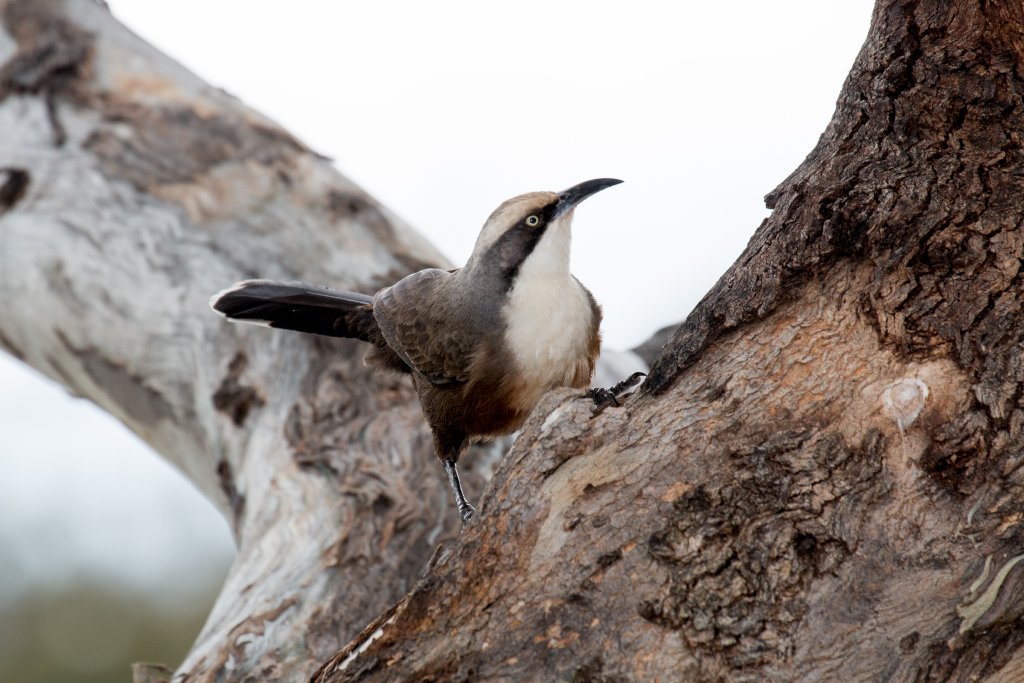 Grey-crowned Babbler