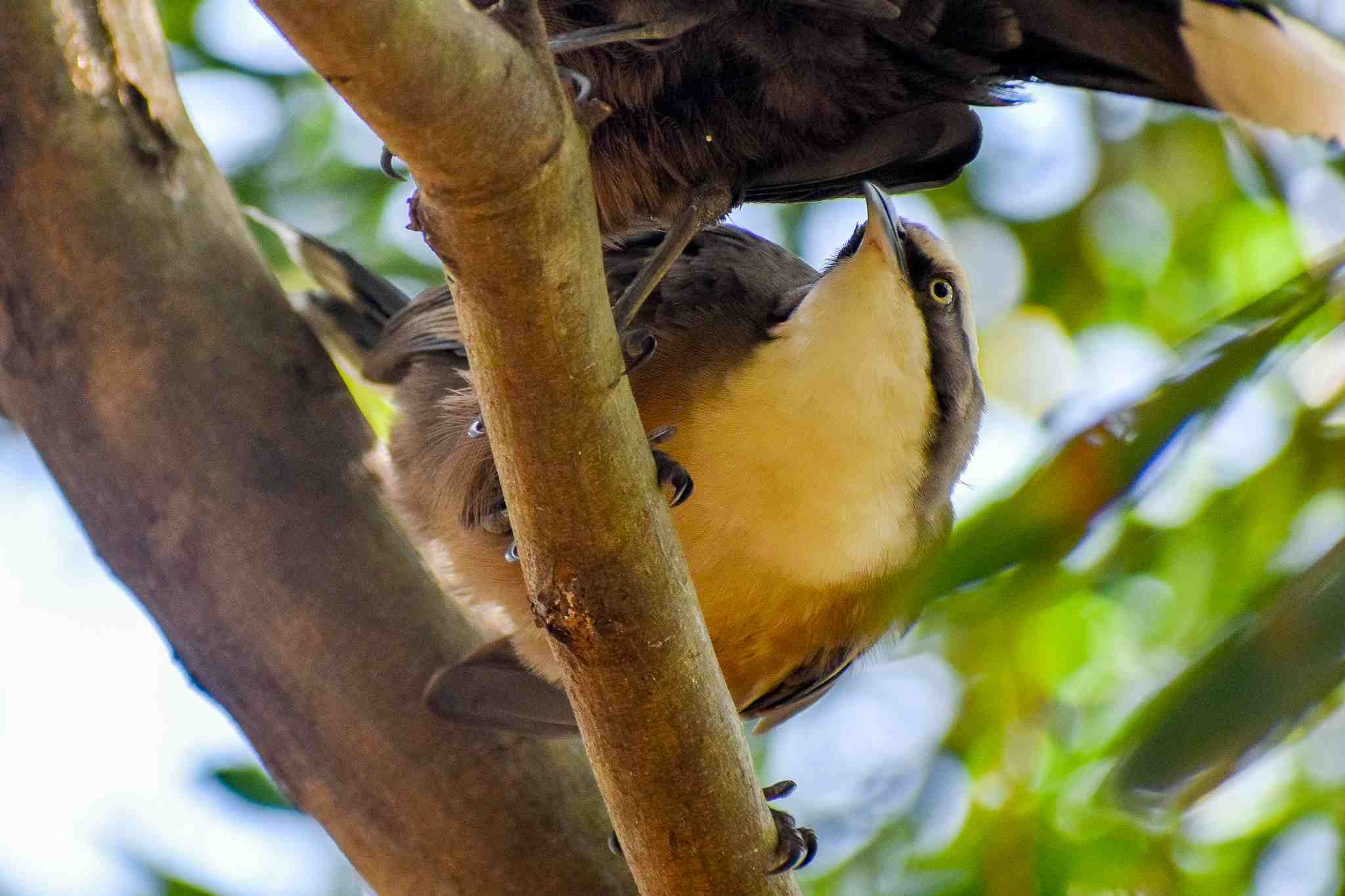 Grey-crowned Babbler