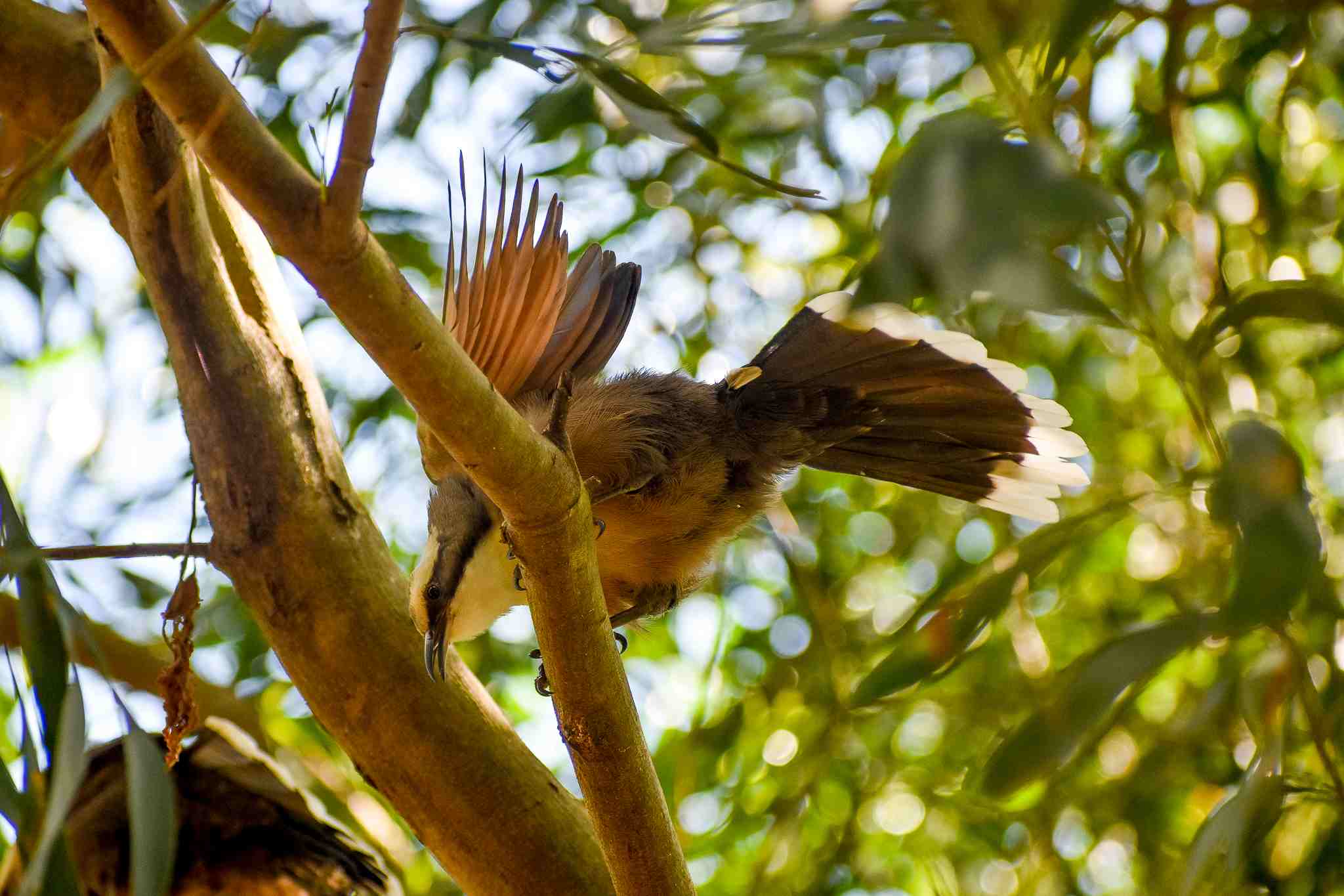 Grey-crowned Babbler