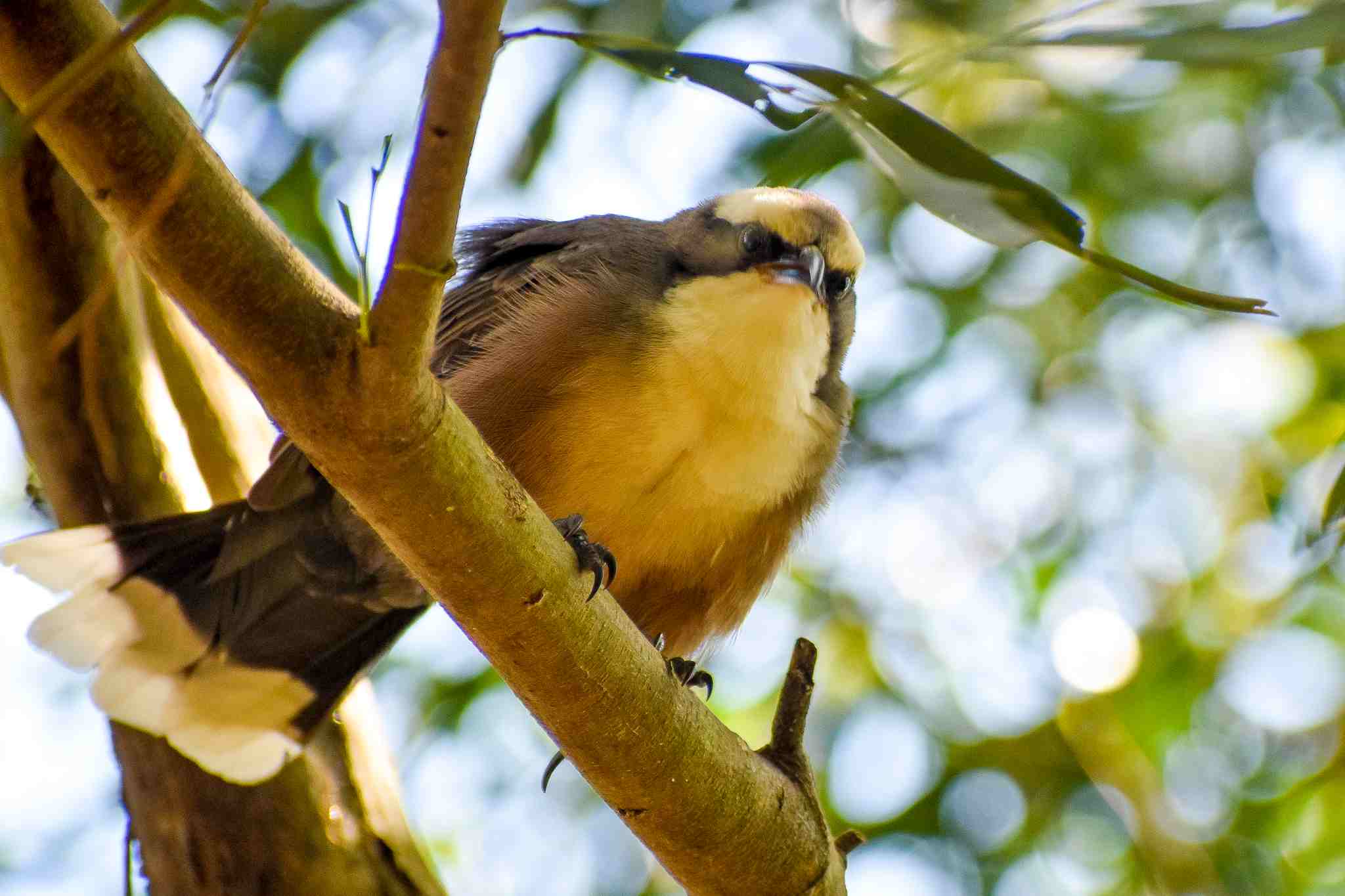 Grey-crowned Babbler