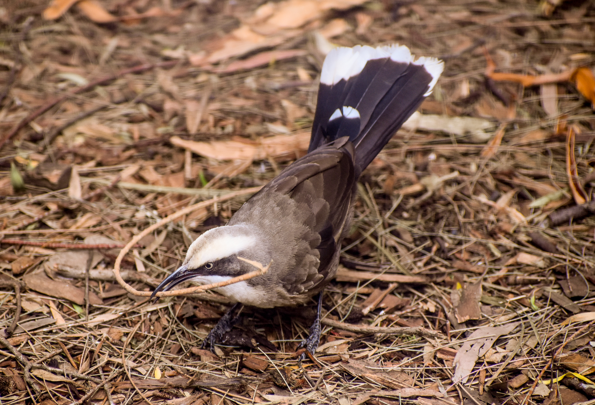 Grey-crowned Babbler