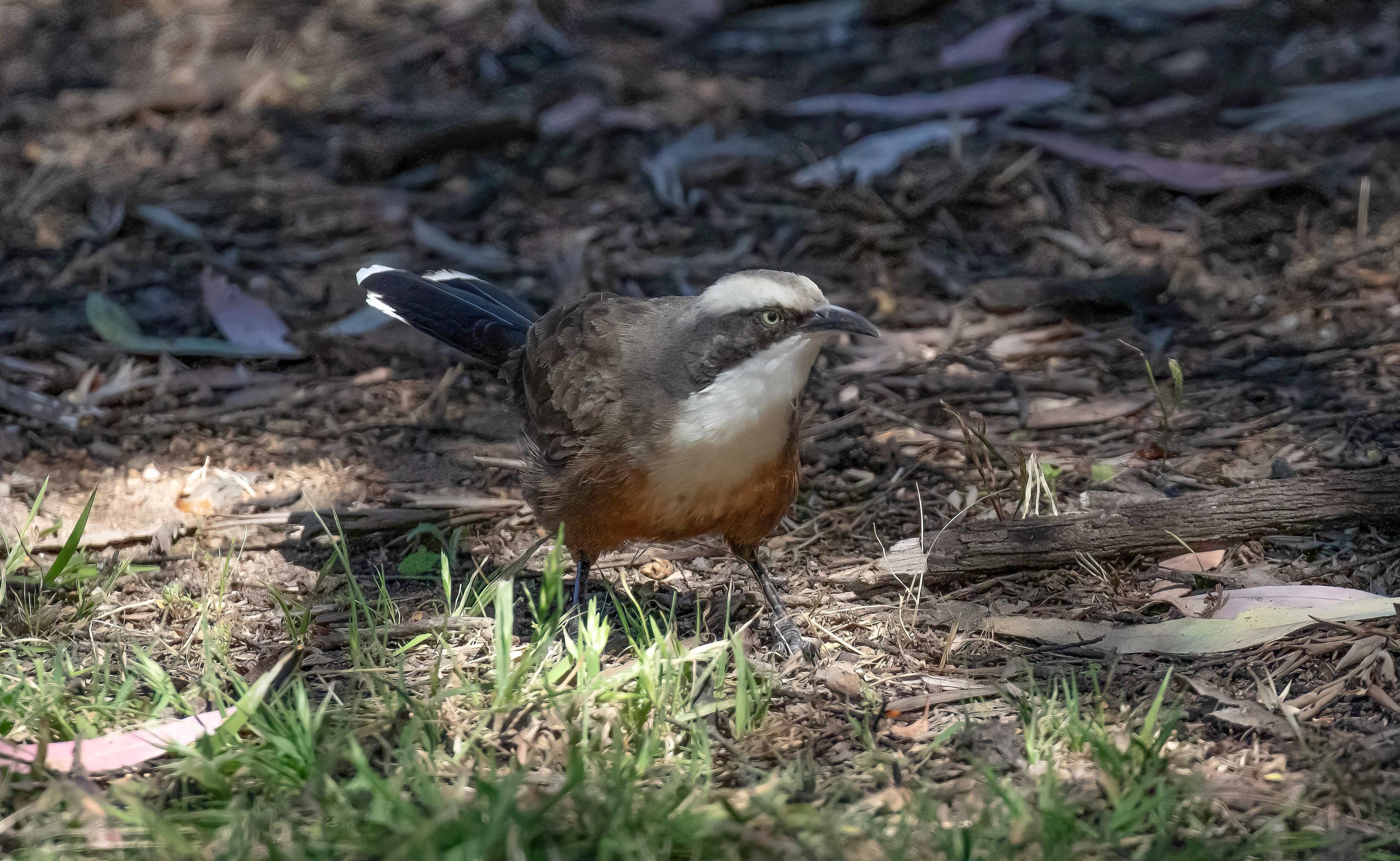 Grey-crowned Babbler