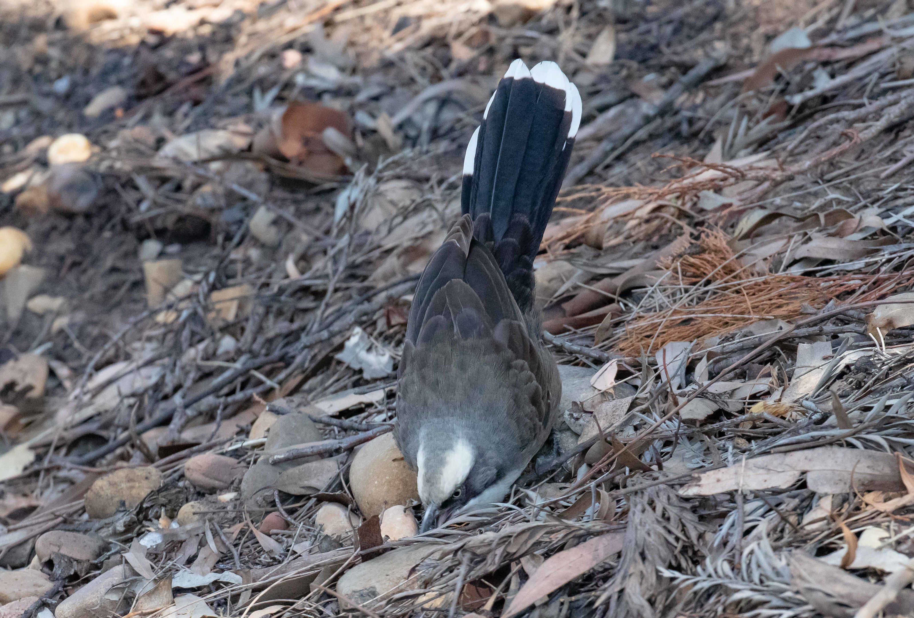 Grey-crowned Babbler