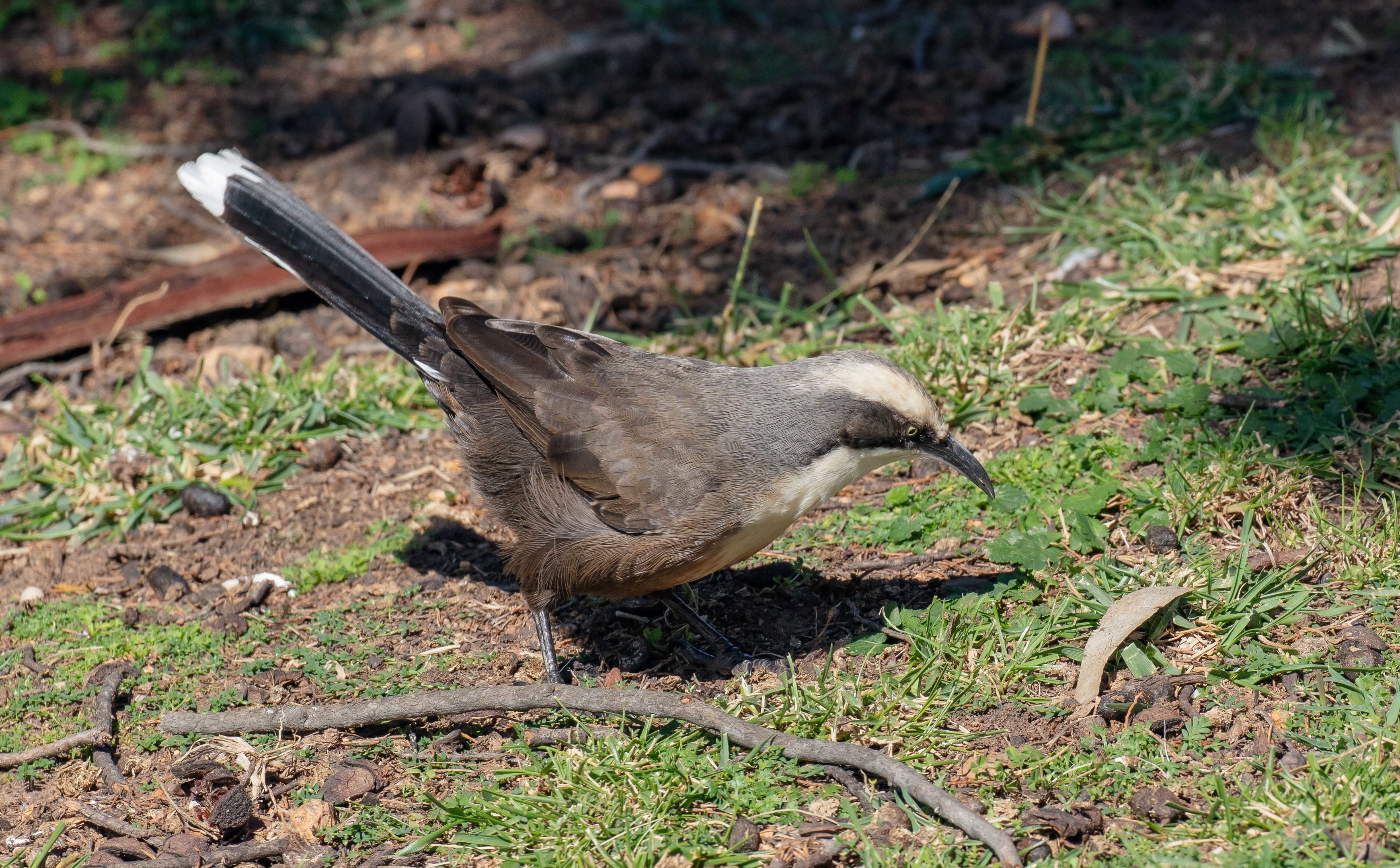 Grey-crowned Babbler