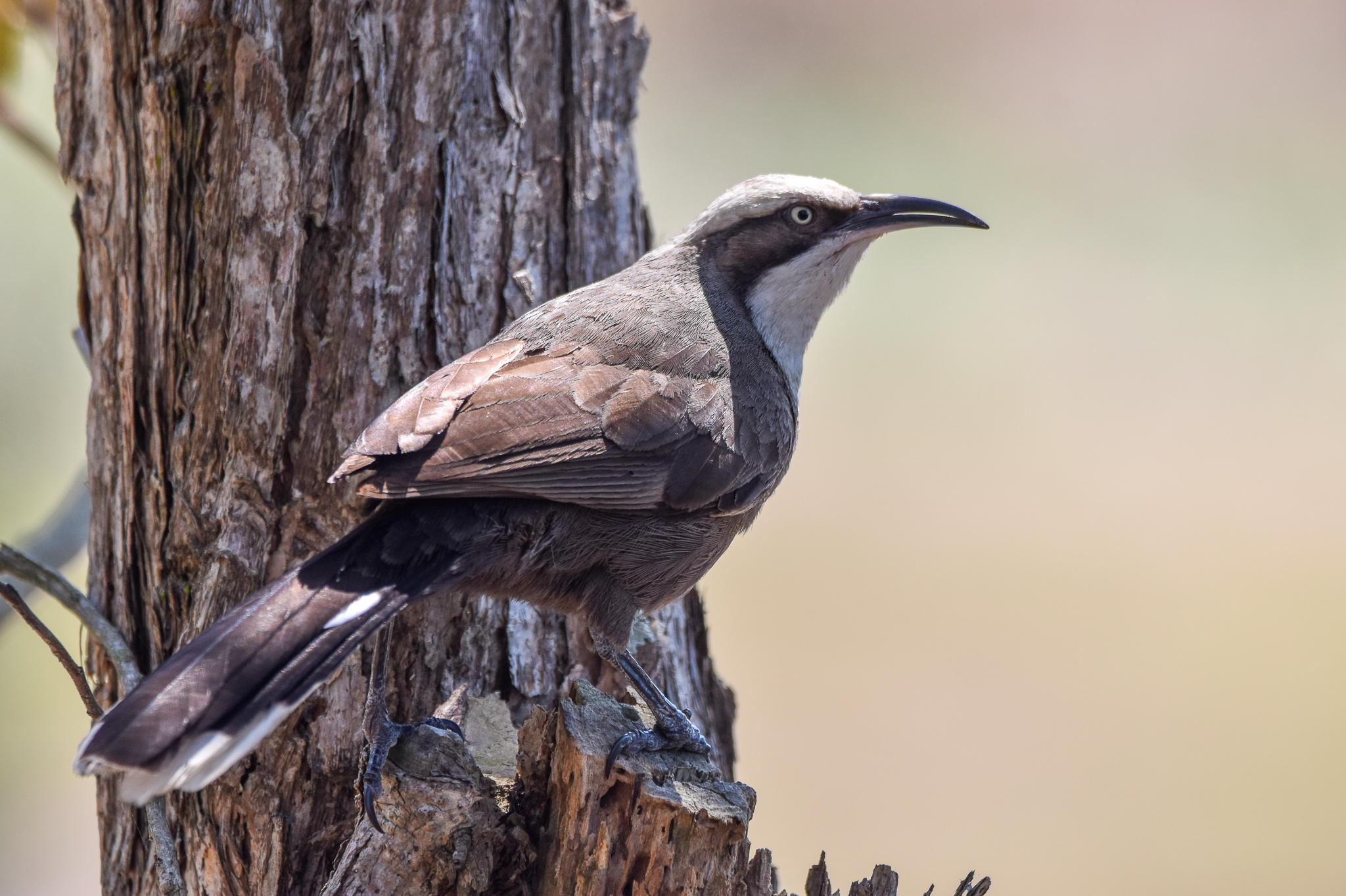 Grey-crowned Babbler