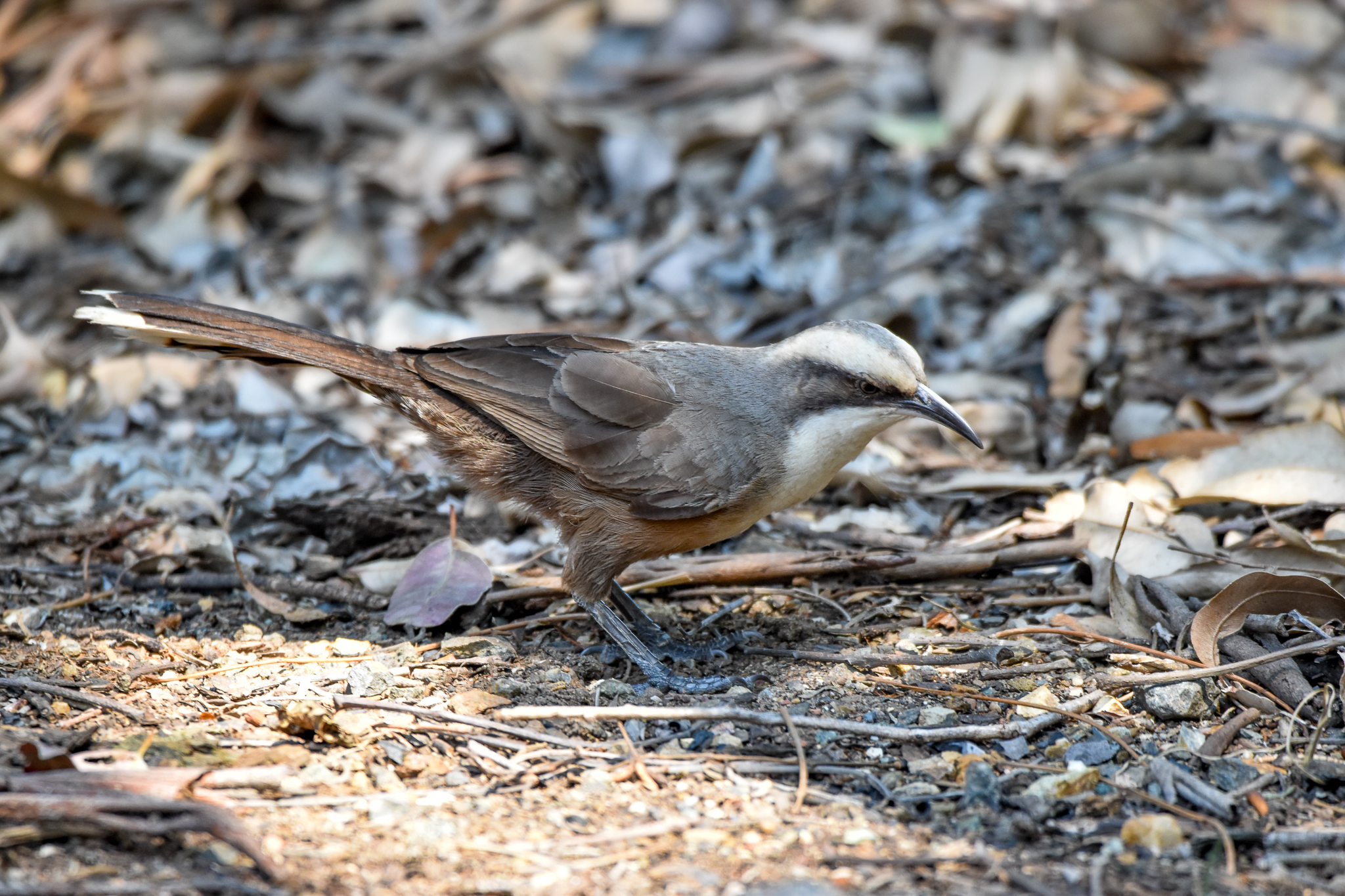 Grey-crowned Babbler