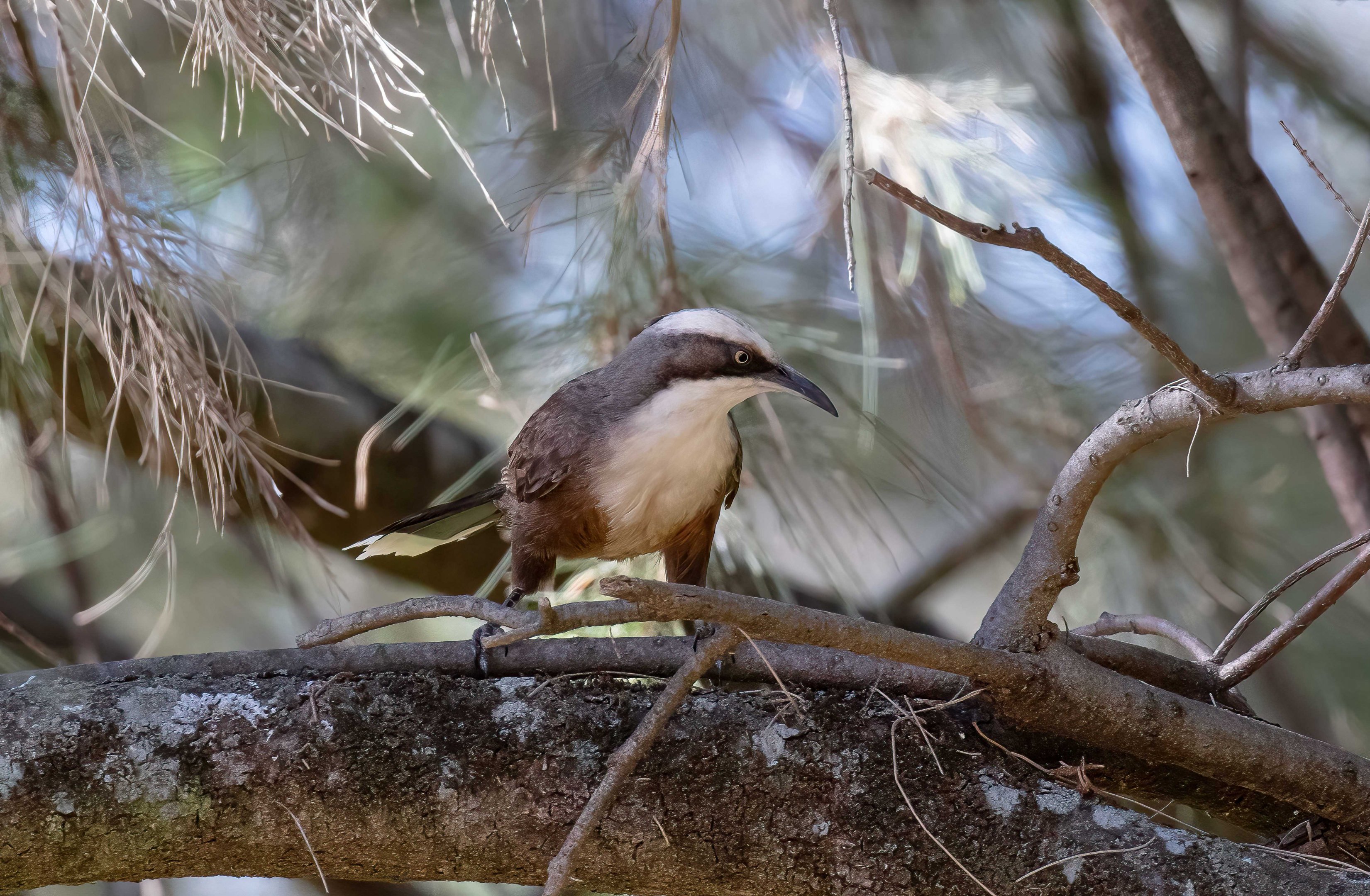 Grey-crowned Babbler