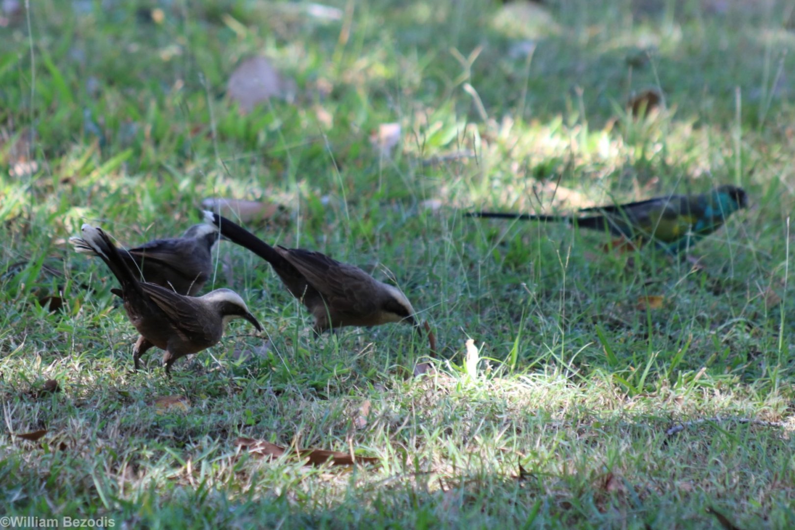 Grey-crowned Babblers and Hooded Parrot - Pine Creek