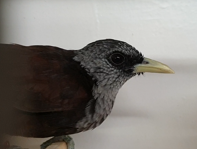 Grey-crowned capuchin babbler