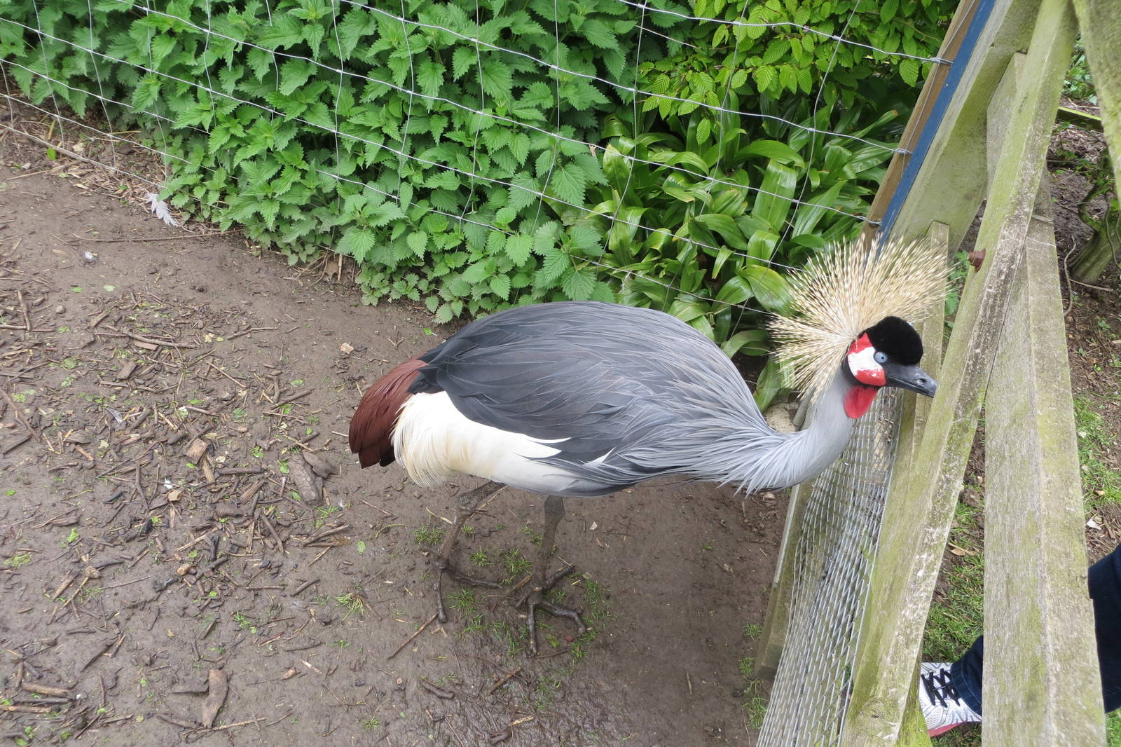 Grey Crowned Crane 090515