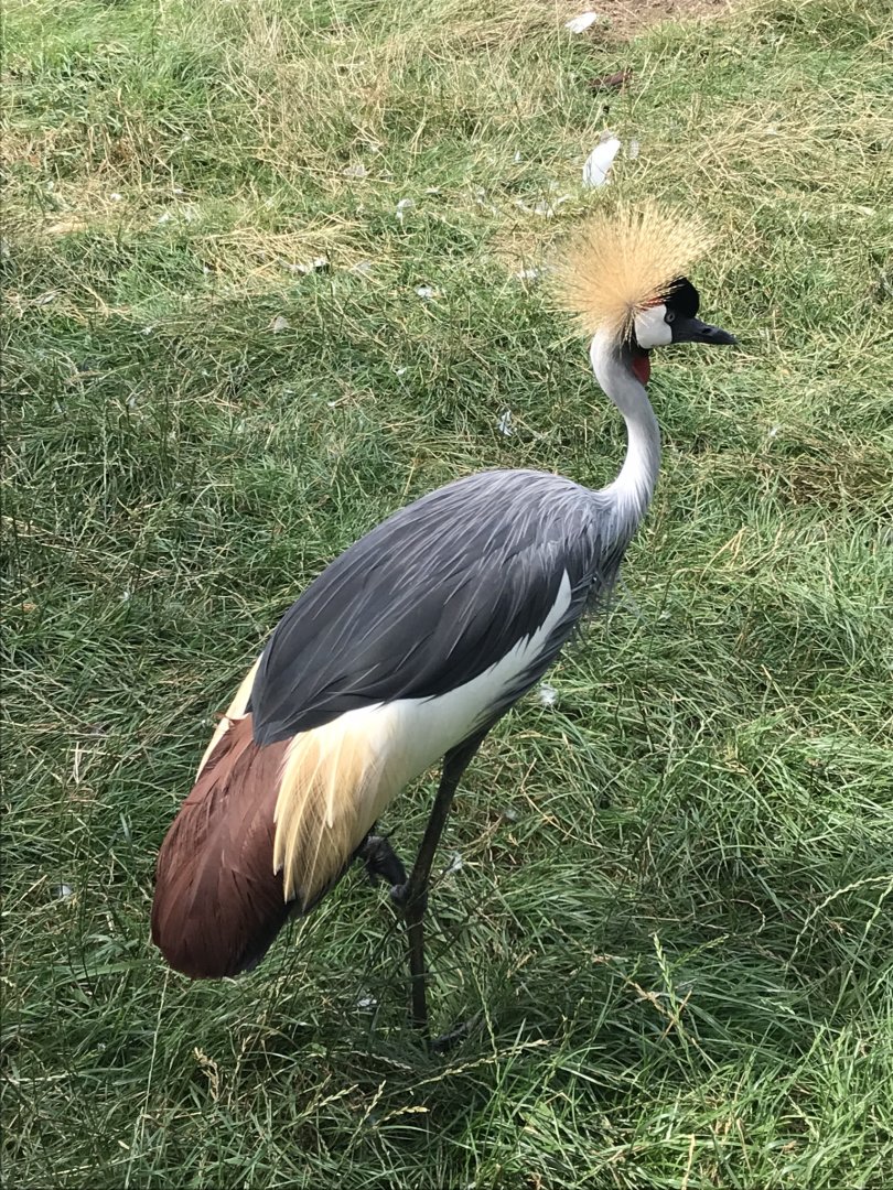 Grey crowned-crane 100819