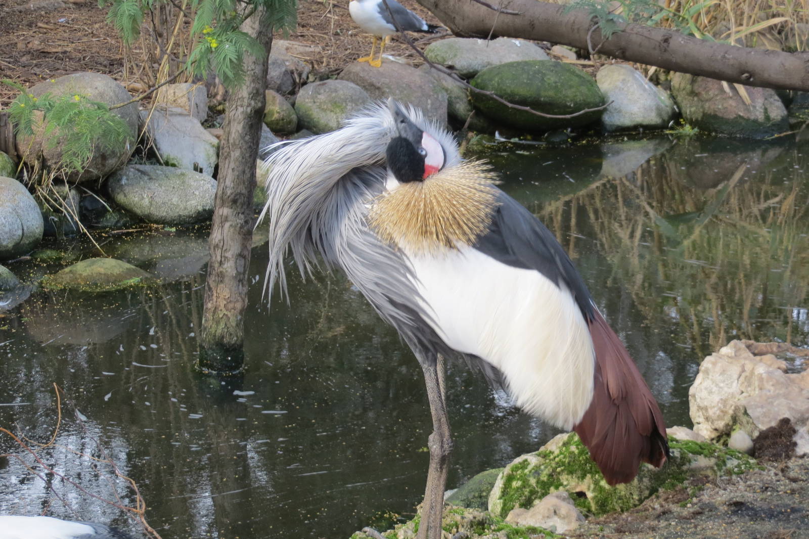Grey Crowned Crane 140216