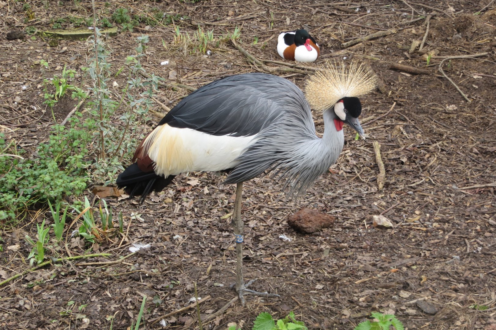 Grey-crowned crane 170219