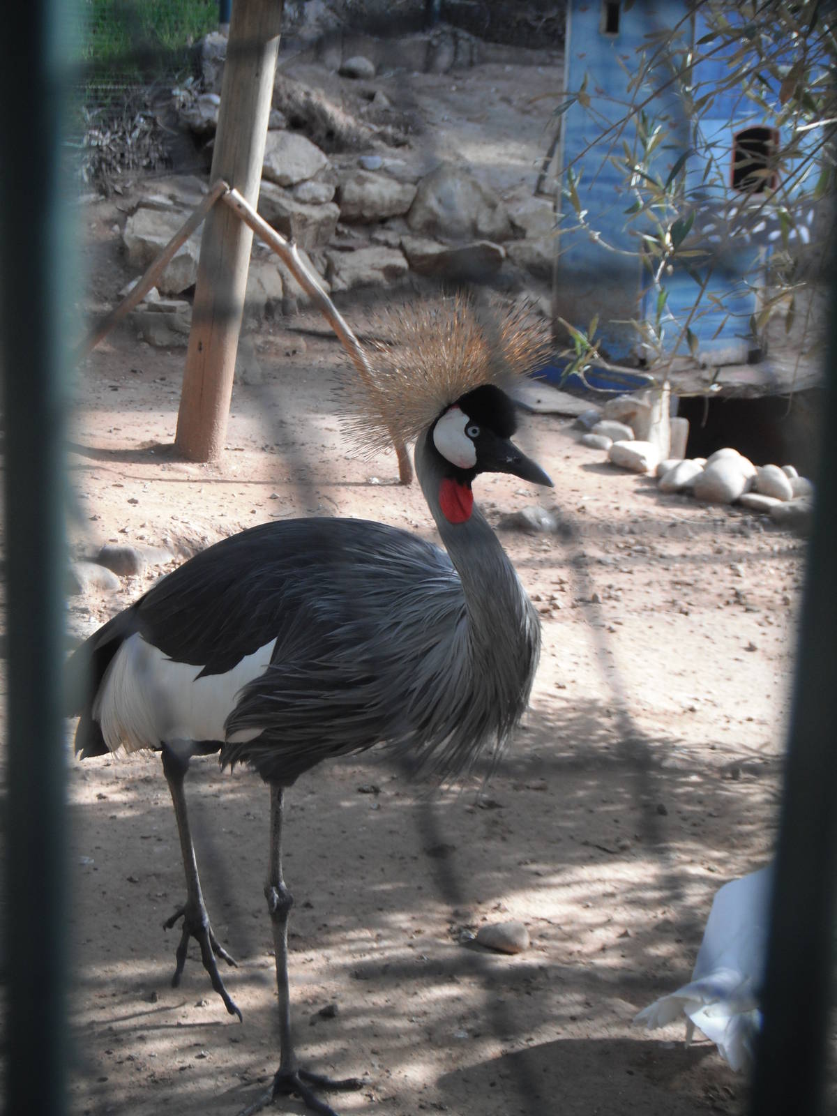 Grey crowned crane- 1st/Jan/2011