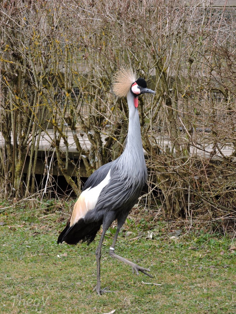Grey crowned crane [2015]