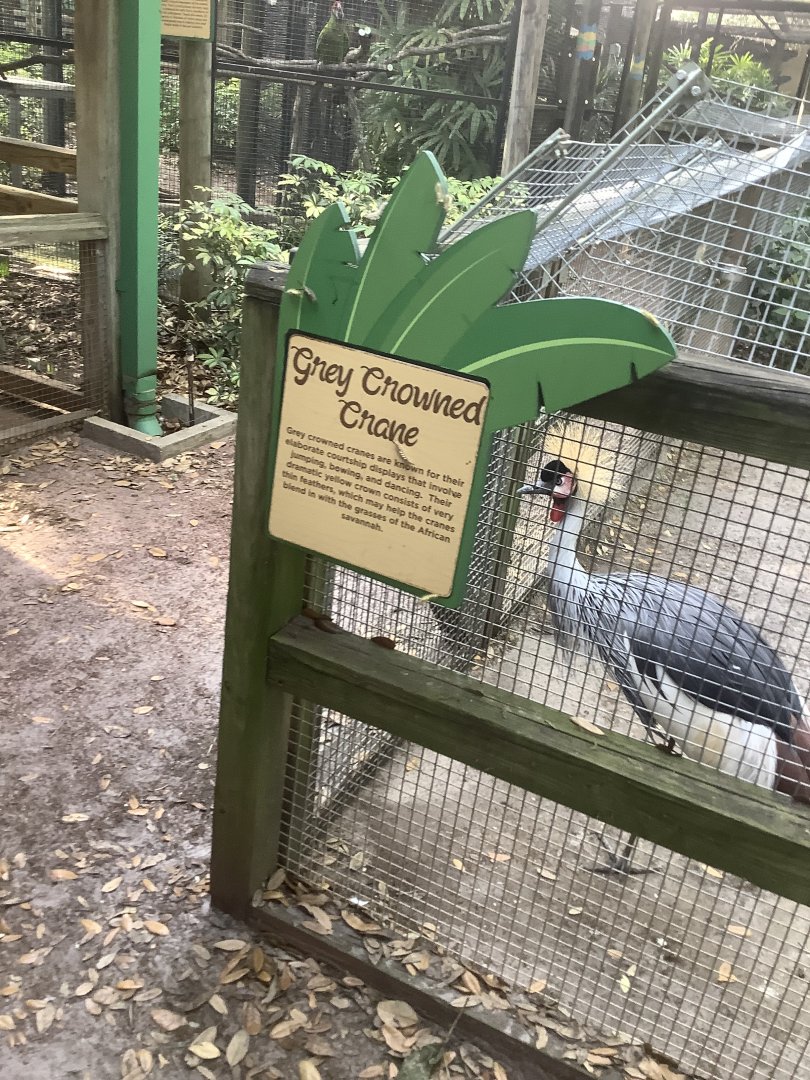 Grey Crowned Crane 3/21/24