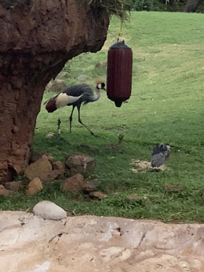 Grey Crowned Crane 3/25/23