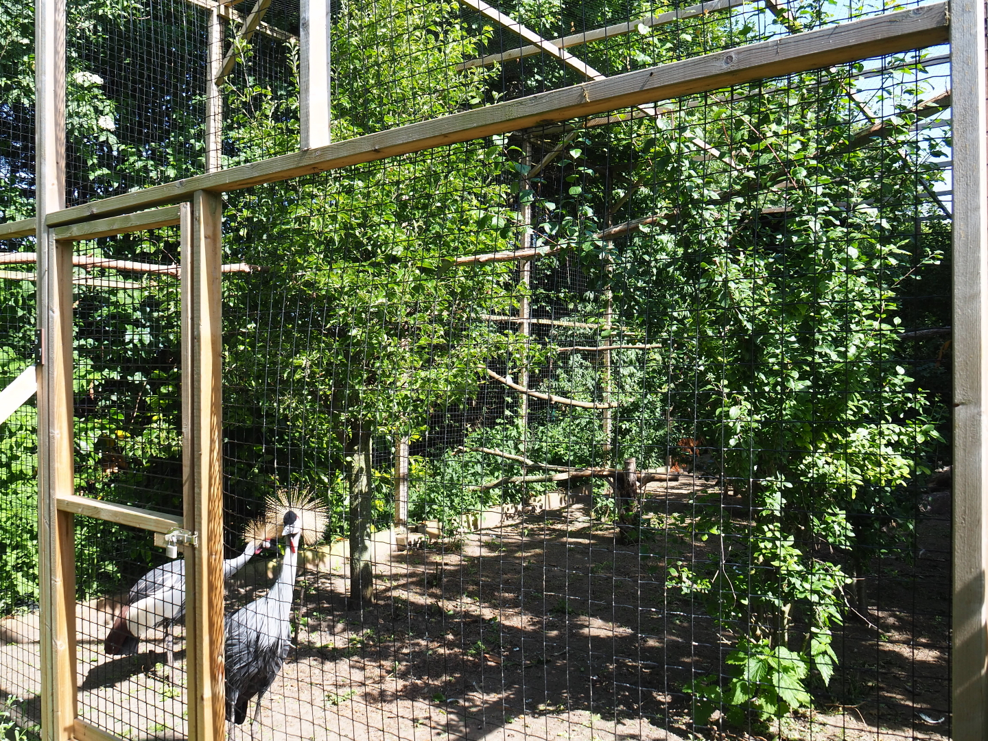 Grey crowned crane and African olive pigeon aviary, 2019-06-01
