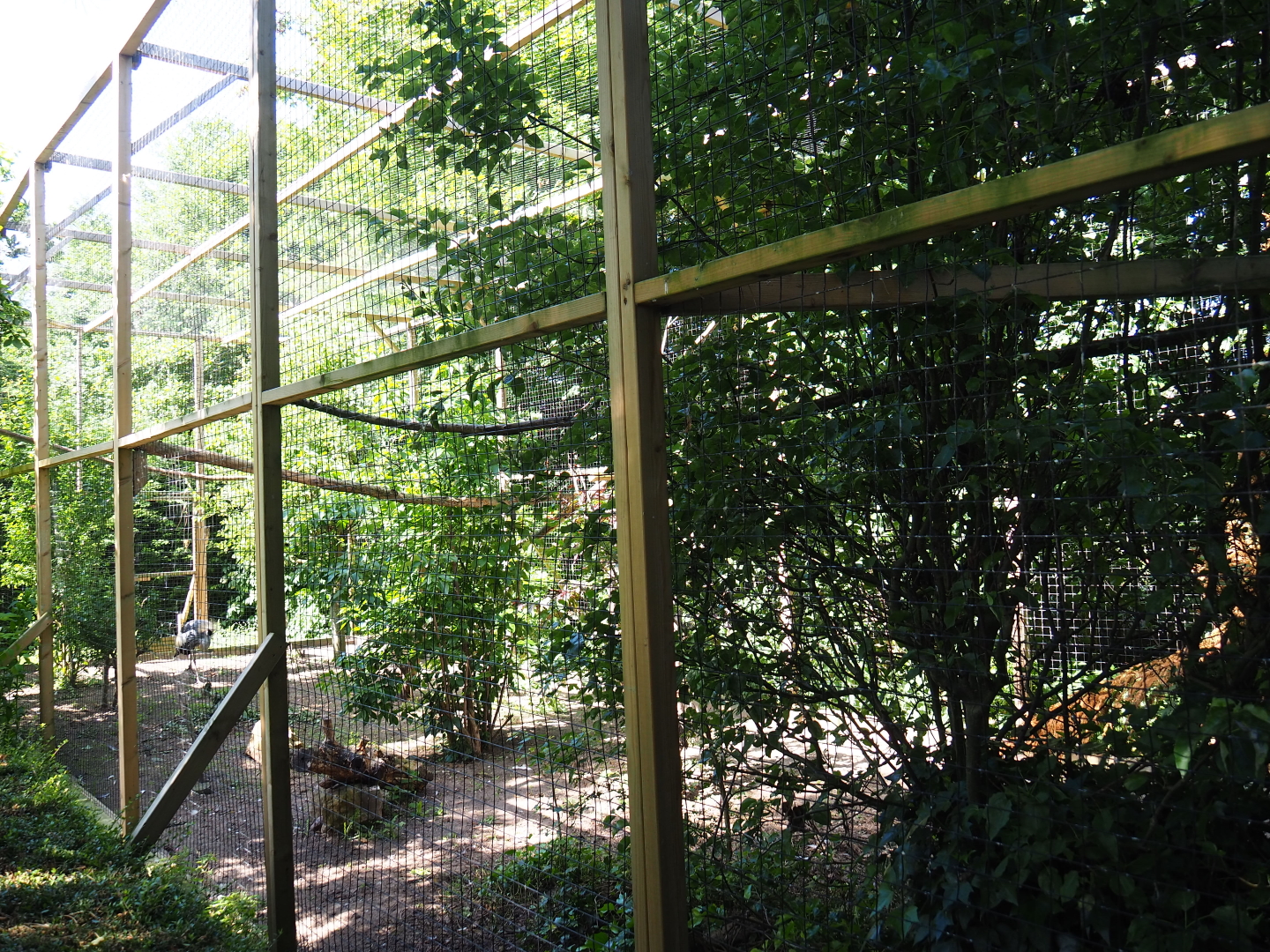 Grey crowned crane and African olive pigeon aviary, 2019-06-01