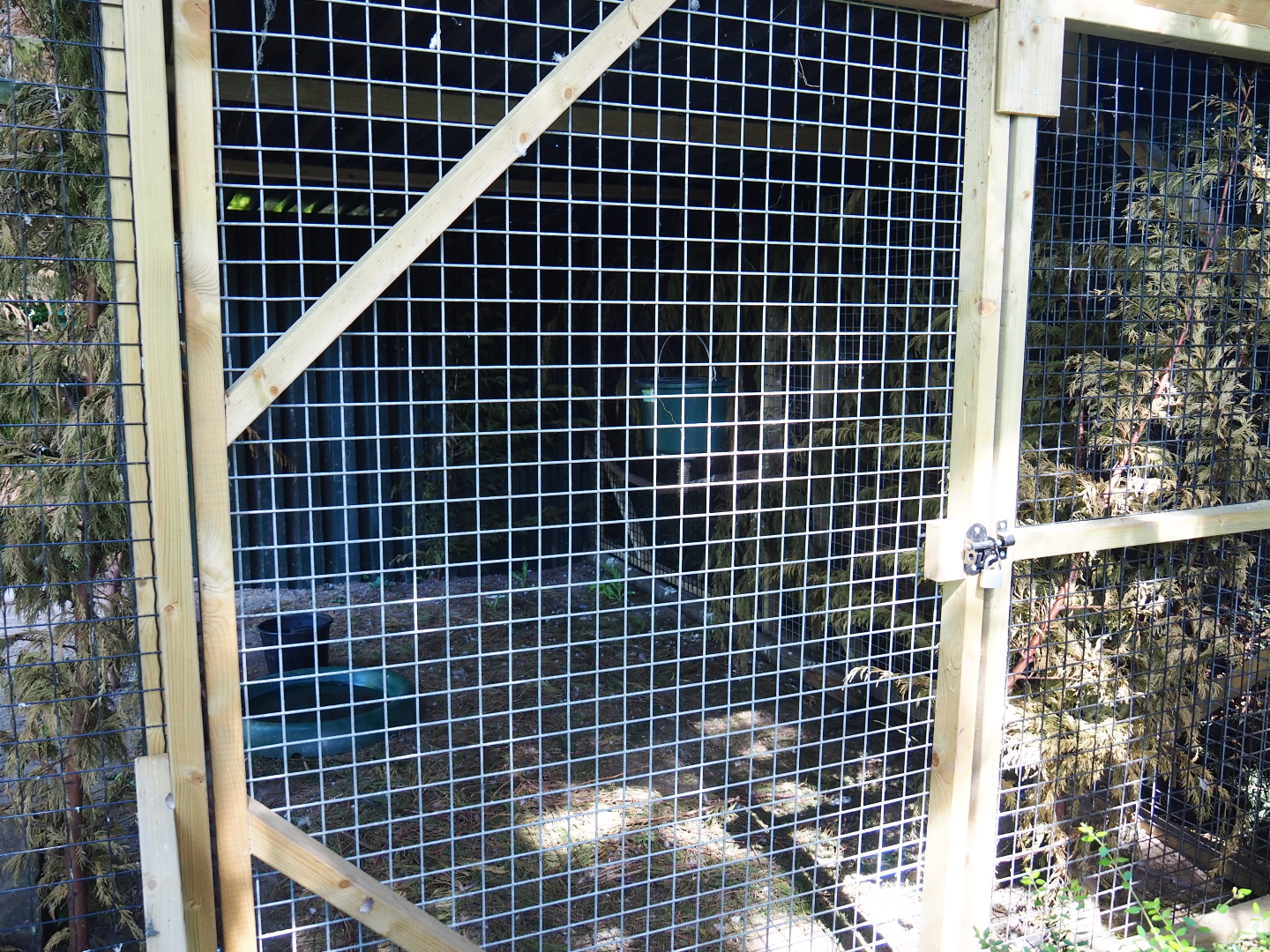 Grey crowned crane and African olive pigeon holding, 2019-06-01