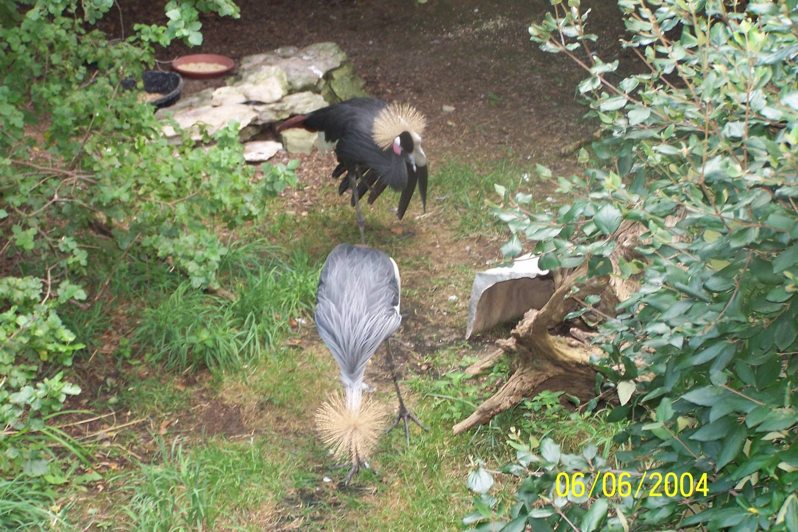 Grey Crowned Crane and Black Crowned Crane ~ African Forest