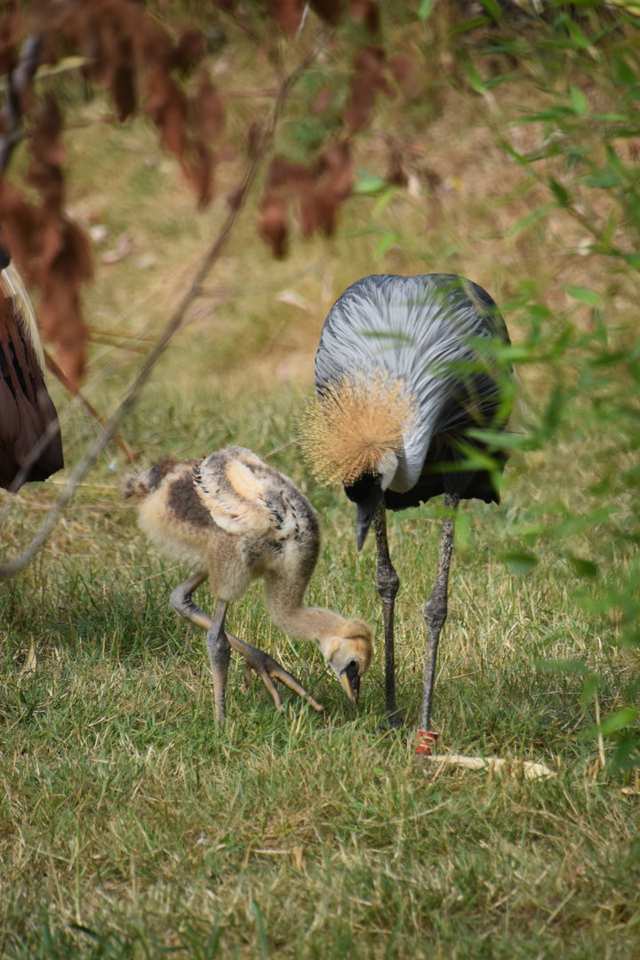Grey crowned crane and chick