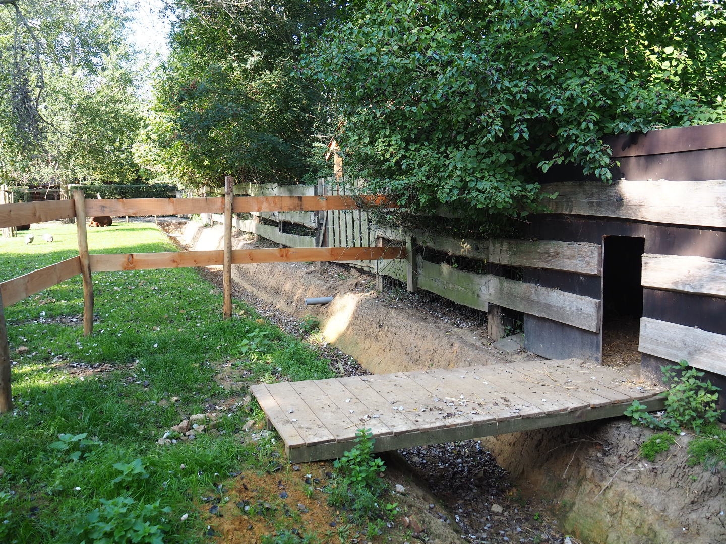 Grey crowned crane and Helmeted guineafowl separation area and barn, 2020-09-12