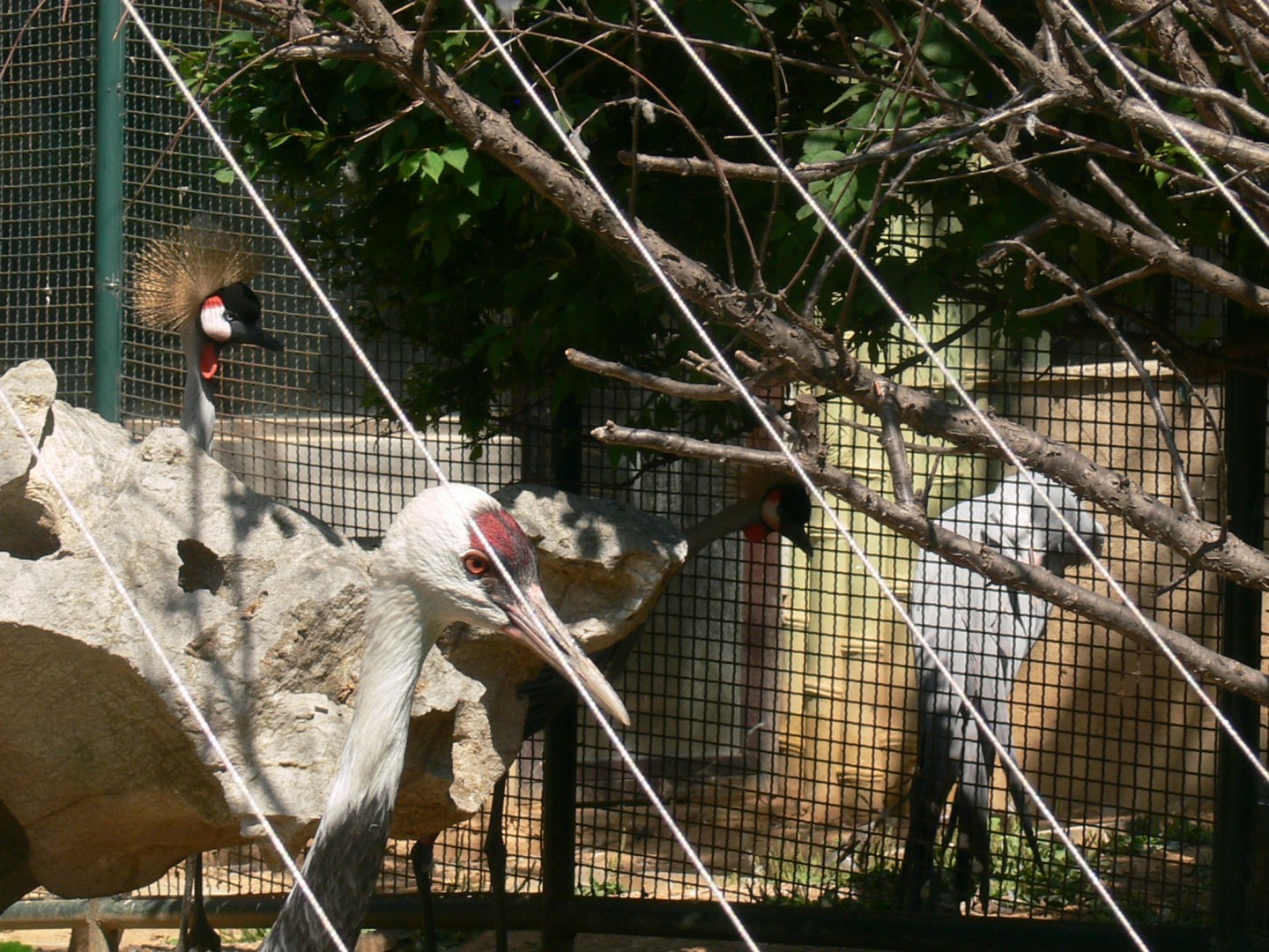 Grey Crowned Crane and Hooded Crane