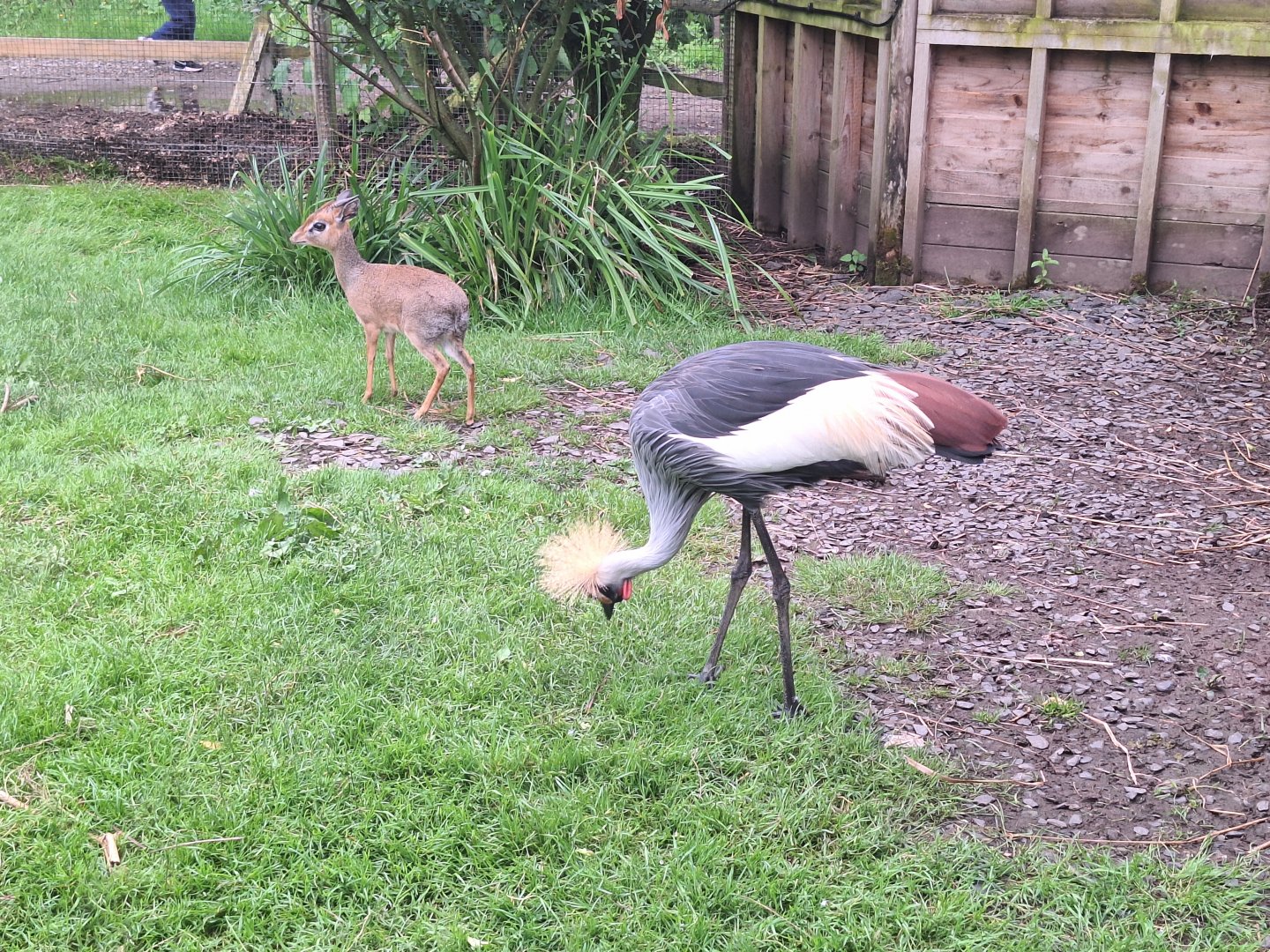 Grey Crowned Crane and Kirk's Dik-Dik