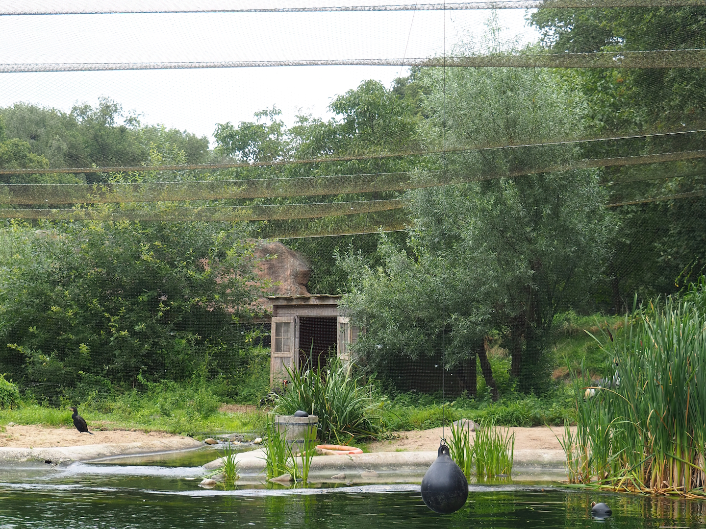 Grey crowned crane and Southern ground hornbill aviary, 2023-08-17